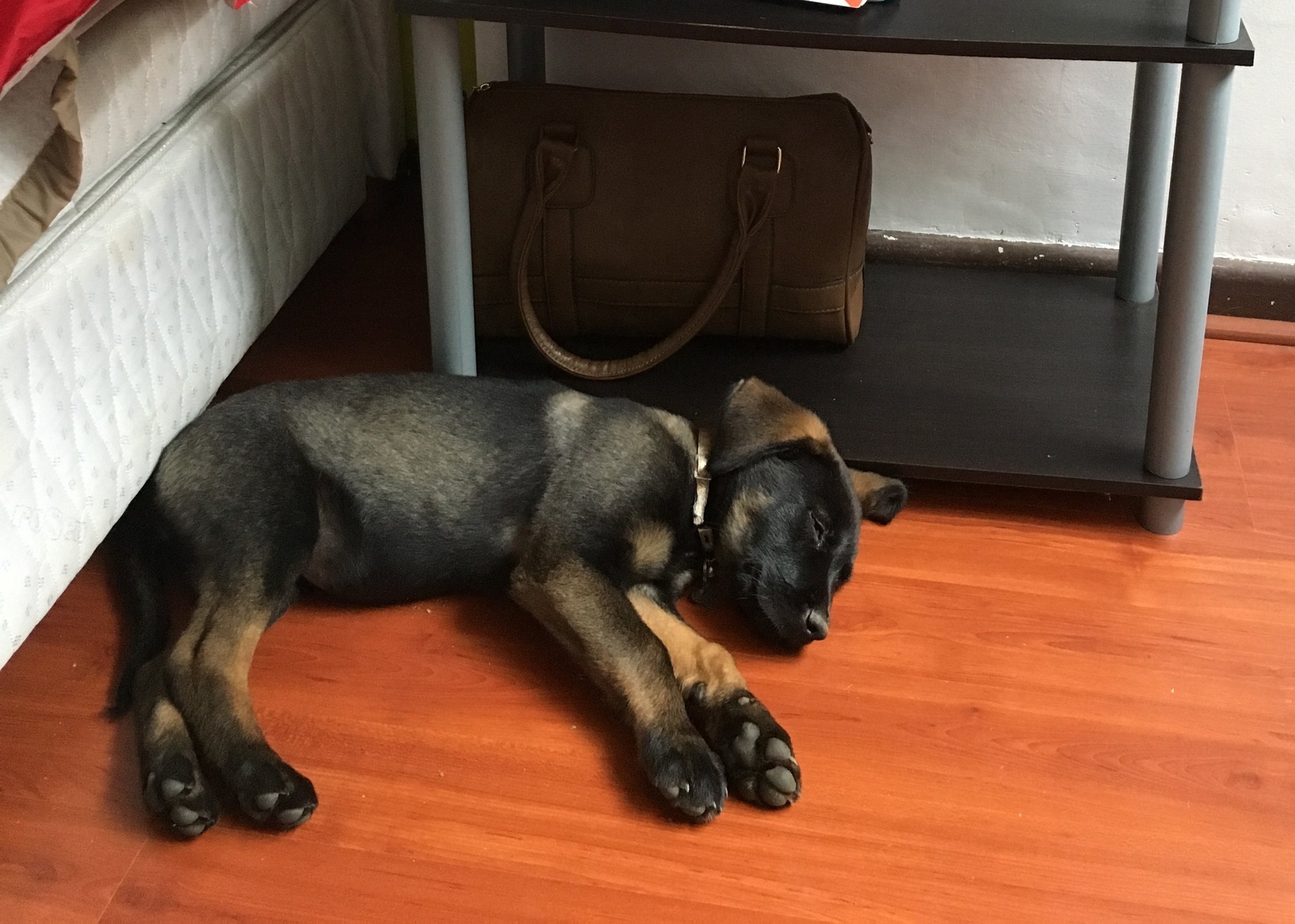 Dogs, soccer, &amp; homesickness