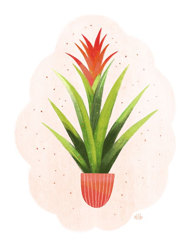 Right plant, wrong place. I was chatting with my friend yesterday and this came up in regards to how we both have been feeling - in need of some change 😊. This #illustration is of a bromeliad - a friendly (naturally tropical) houseplant - and I&rsqu