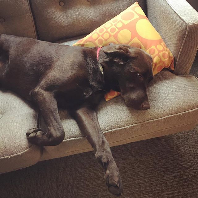 Spoiled office dog snoozing on a @maharamstudio pillow 😂. #womenarchitects #design #interiordesign #springfieldproud @designspringfield