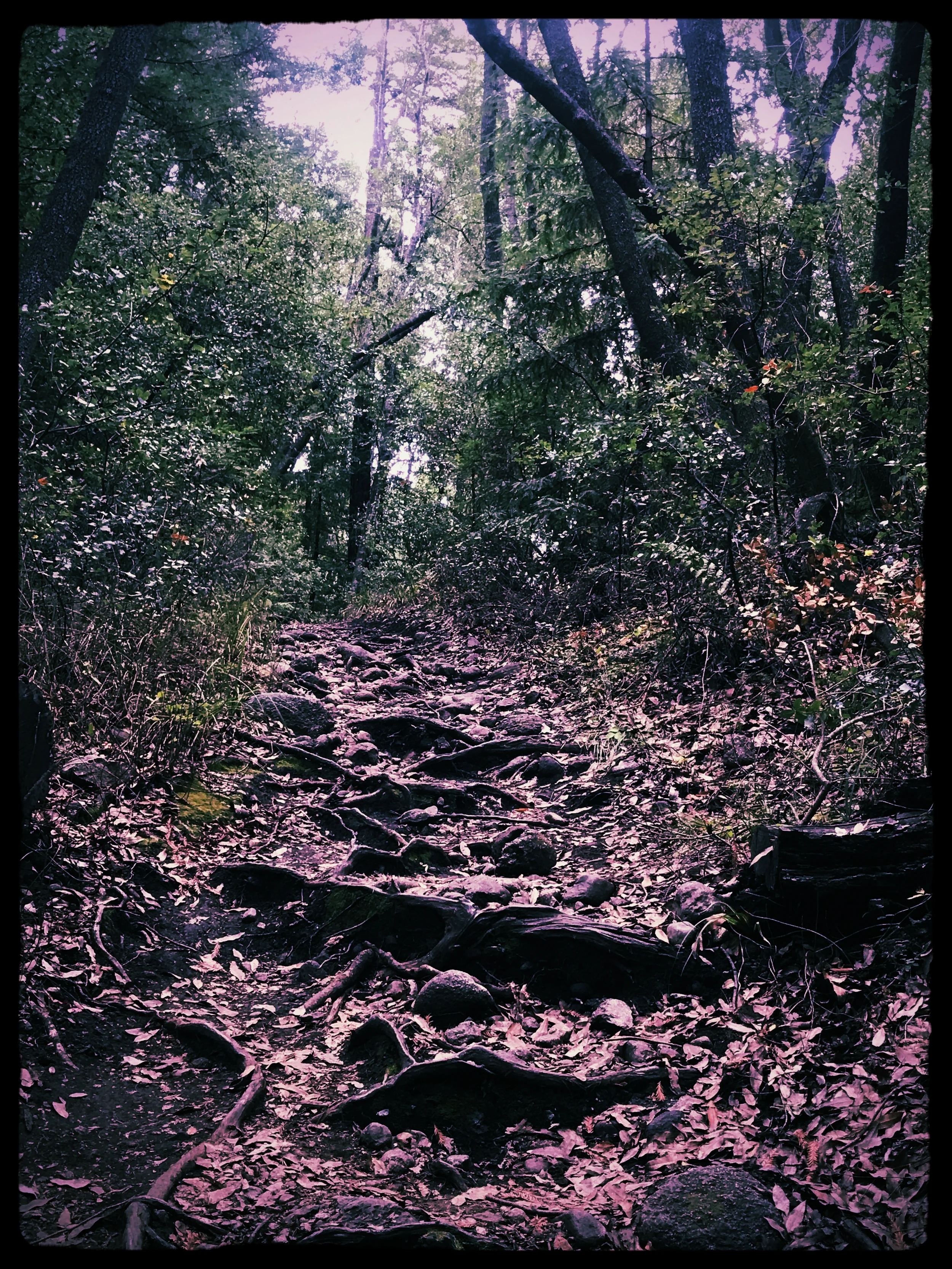 Living Life Intentionally - Cultivating Healthy States of Mind