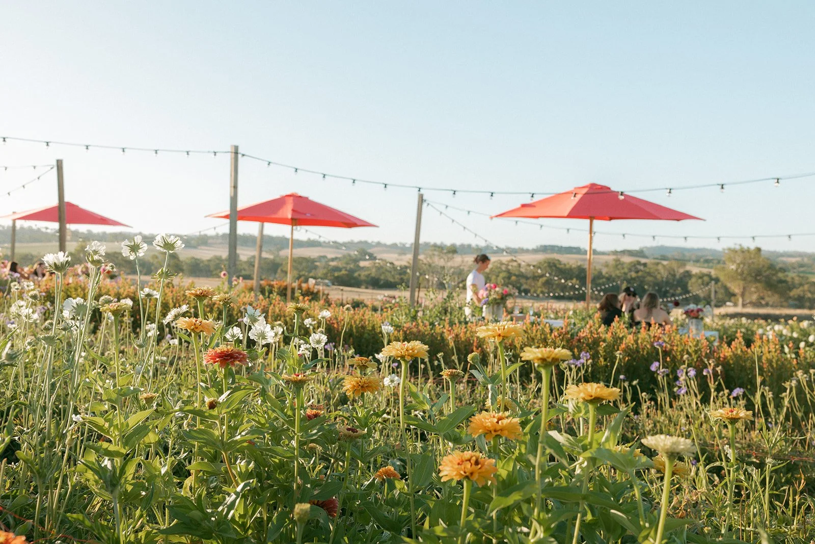 Snip and Sip Pick Your Own flowers at Charleston Farm