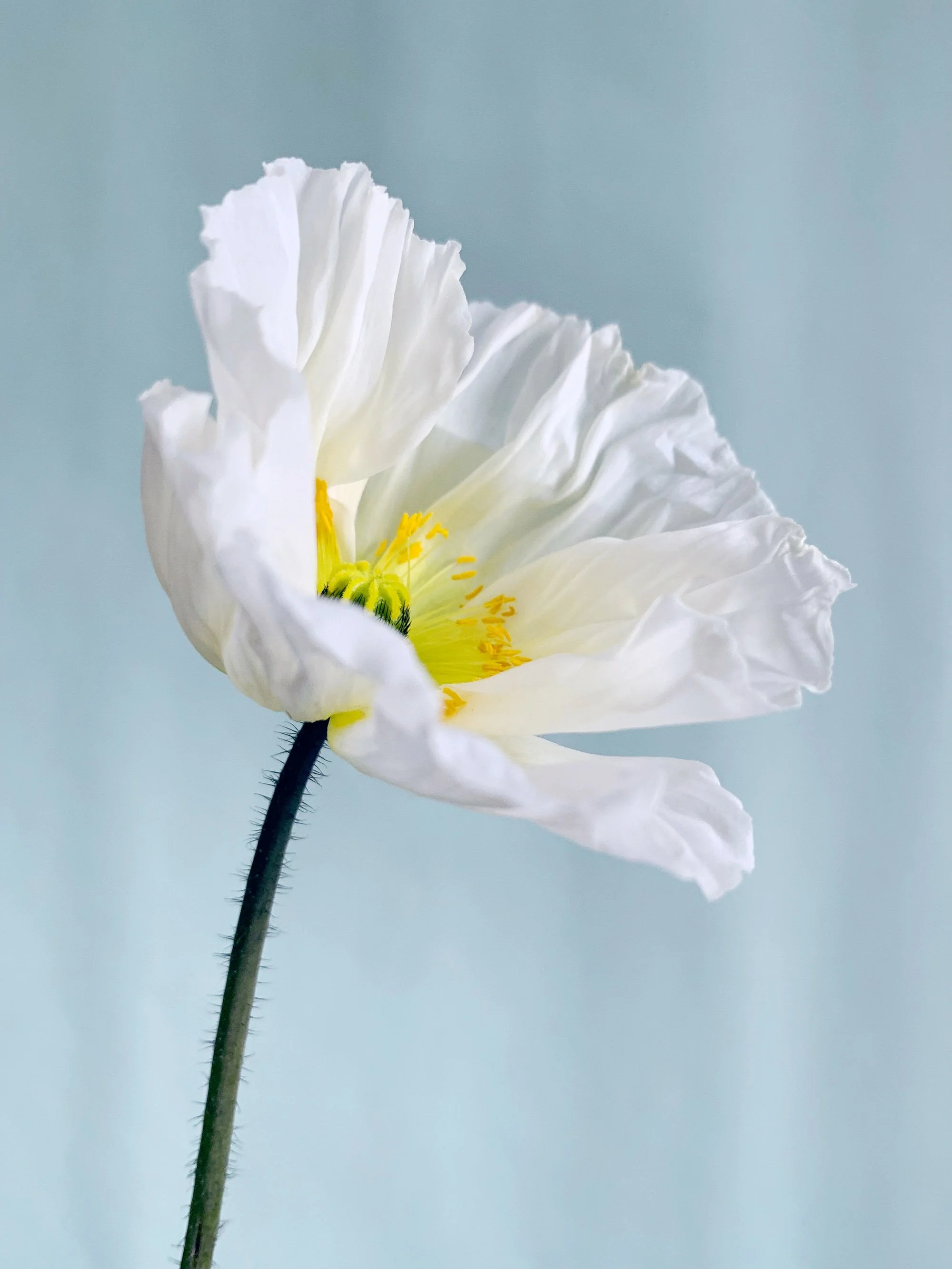 Shop — Charleston Farm