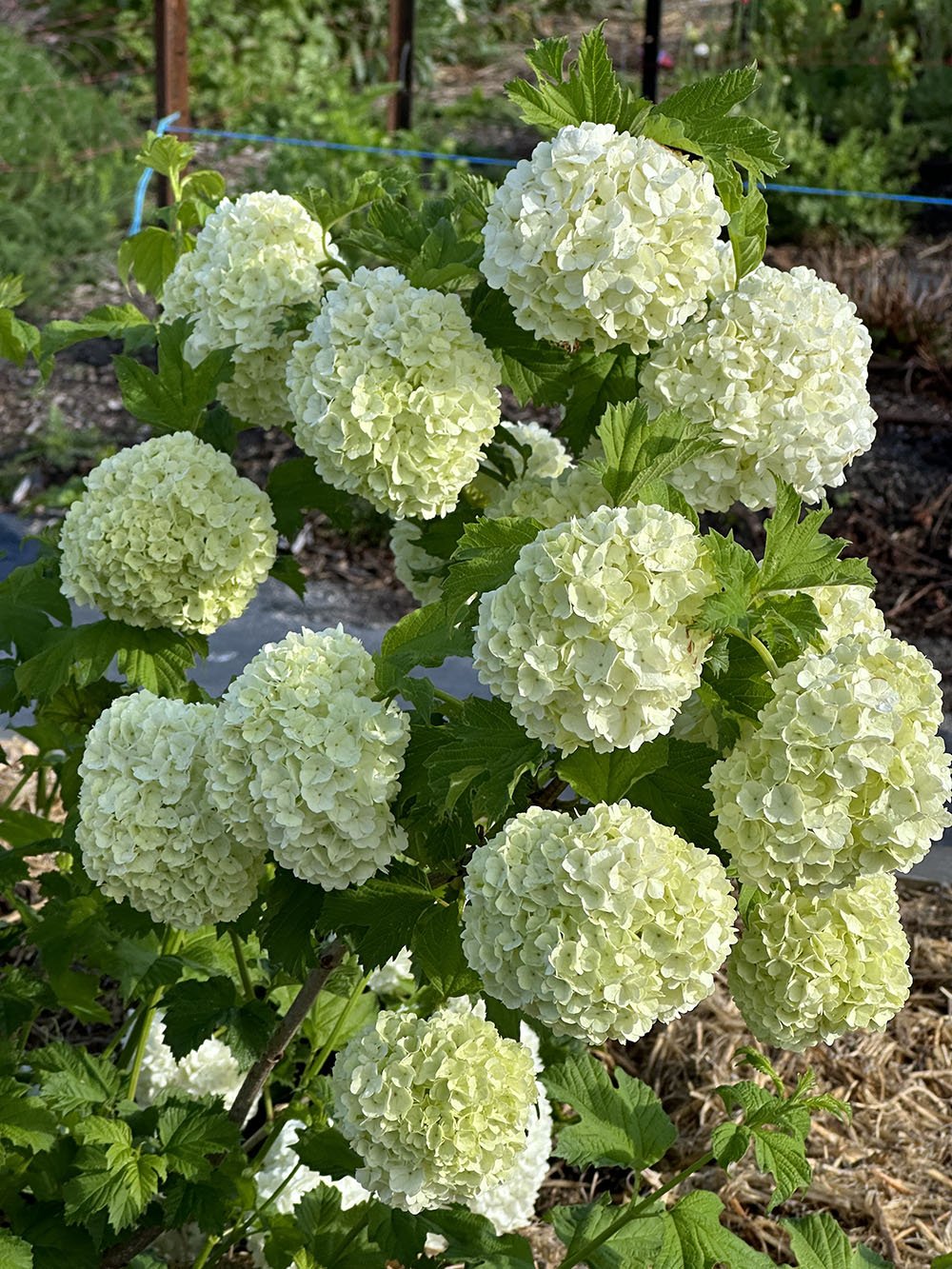 Snowball Viburnum