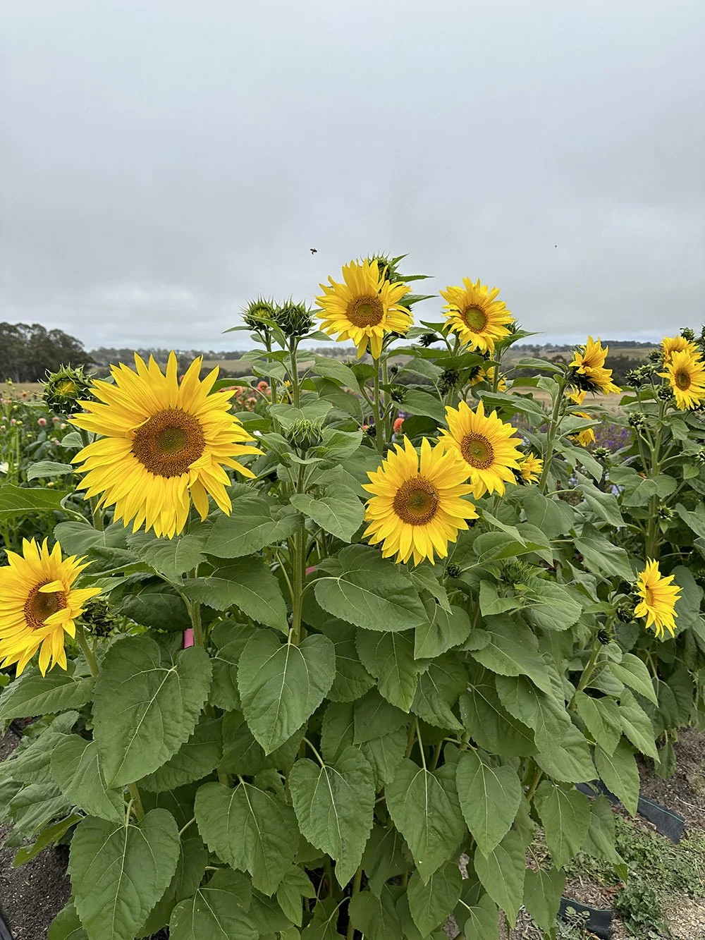 Sunflowers