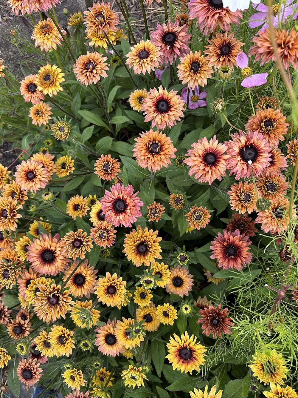 Rudbeckia