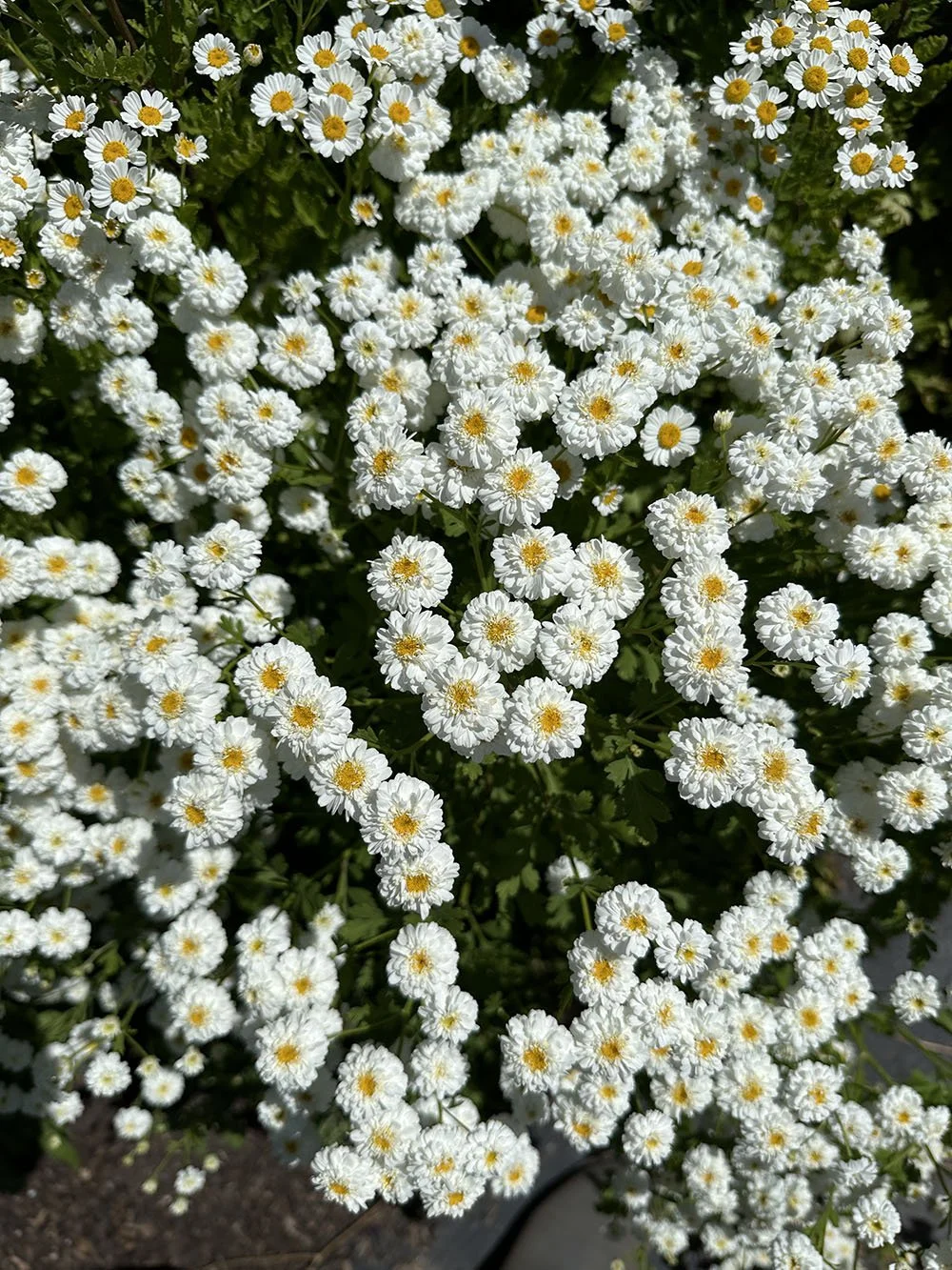Feverfew