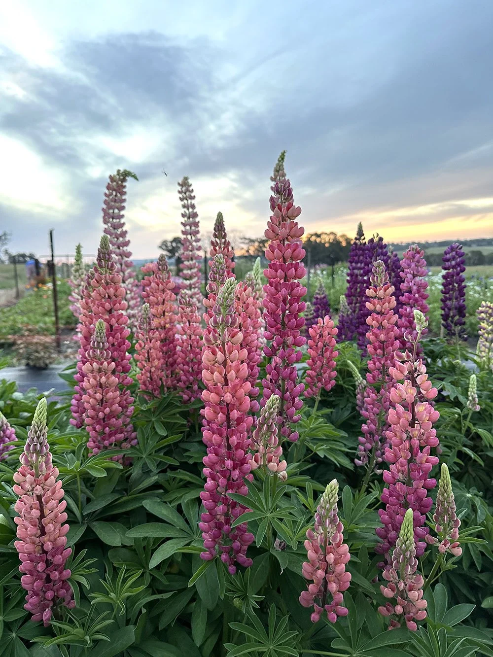Russell Lupins