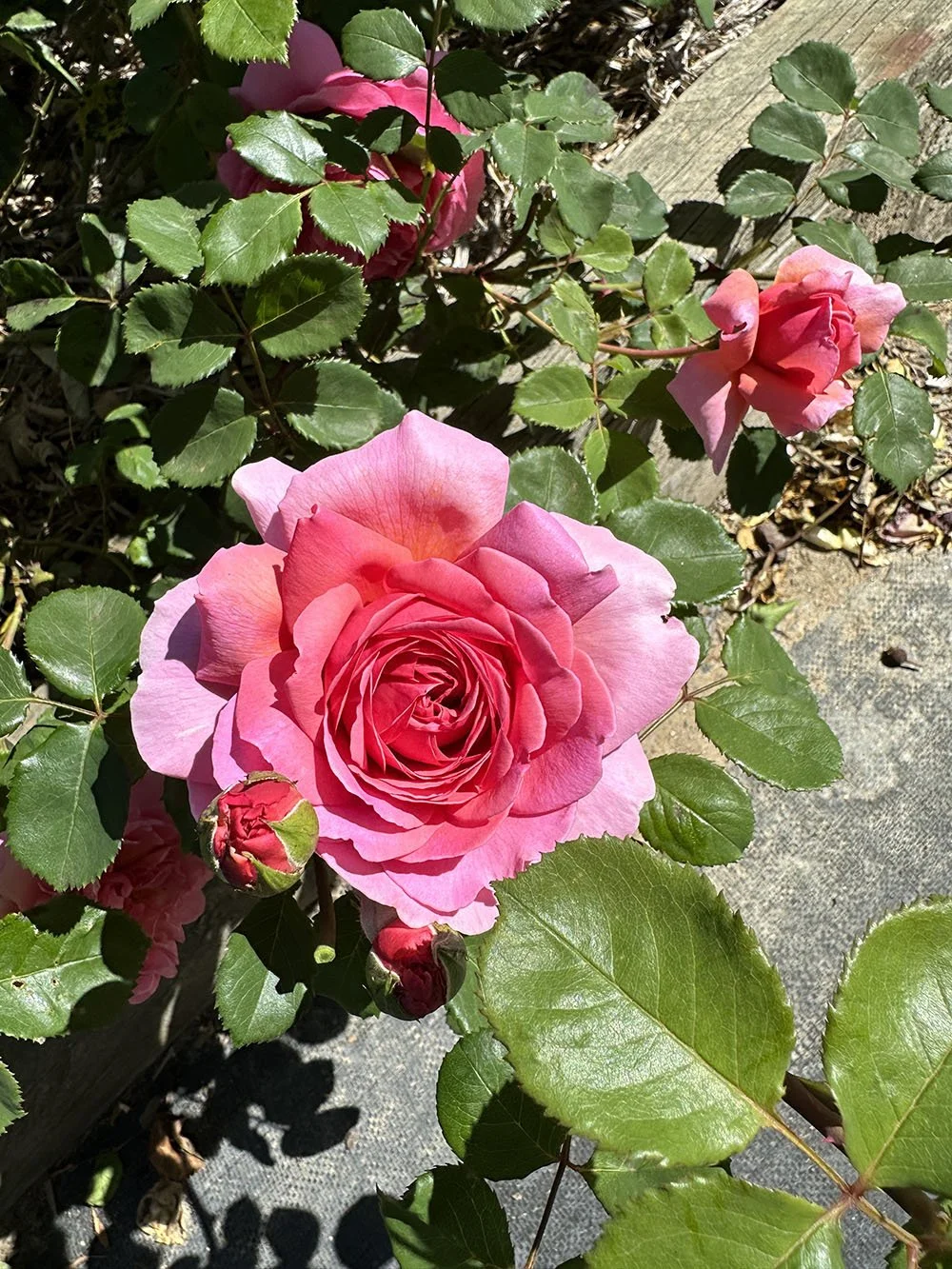 Roses