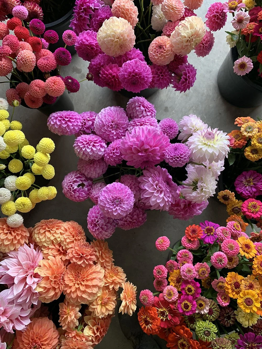 Dahlias