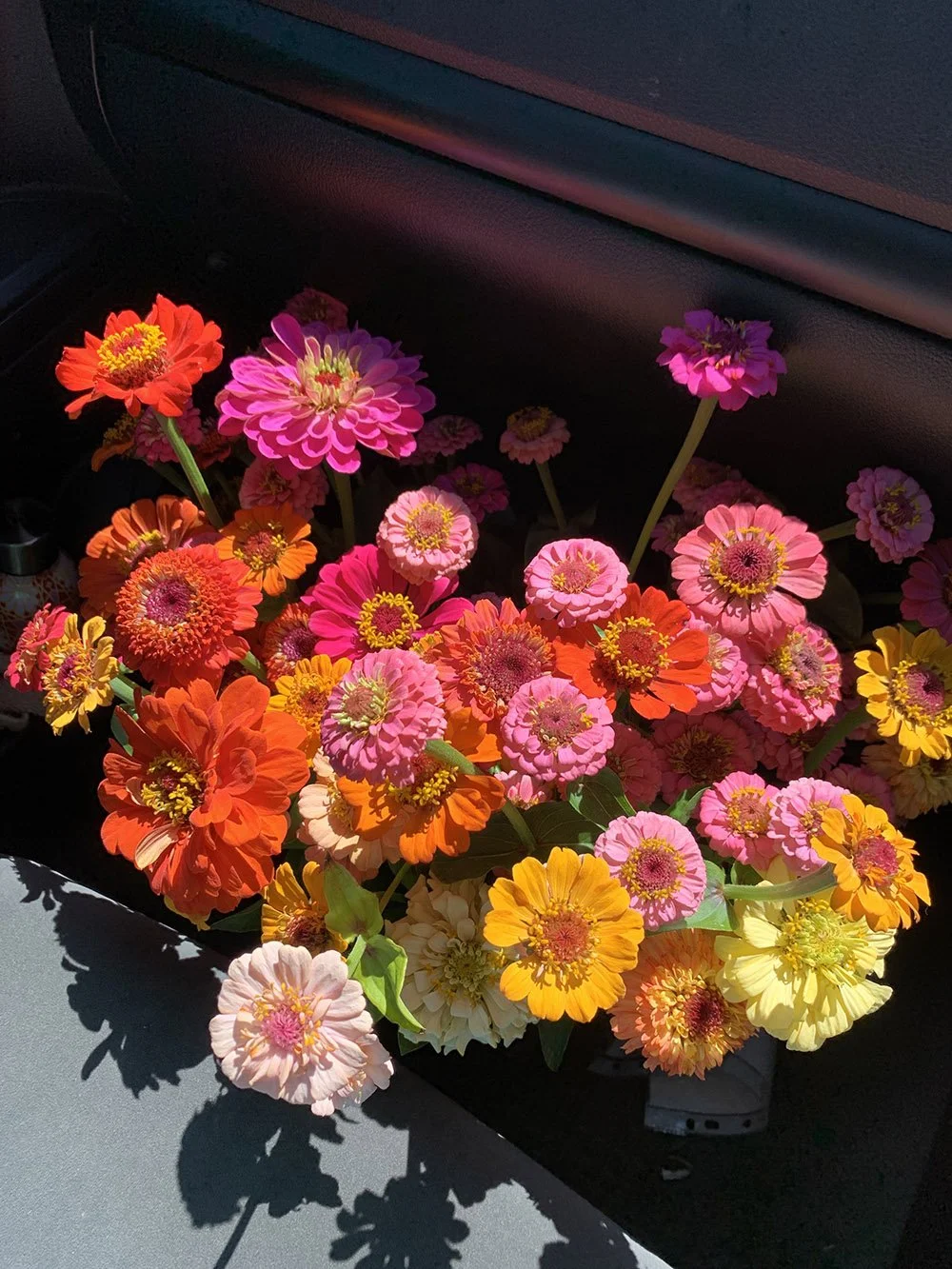 Zinnias