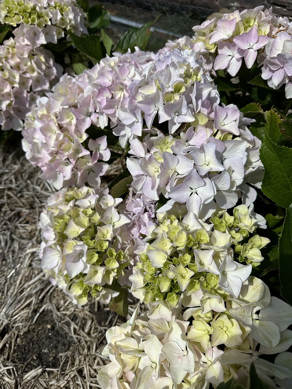 Hydrangeas