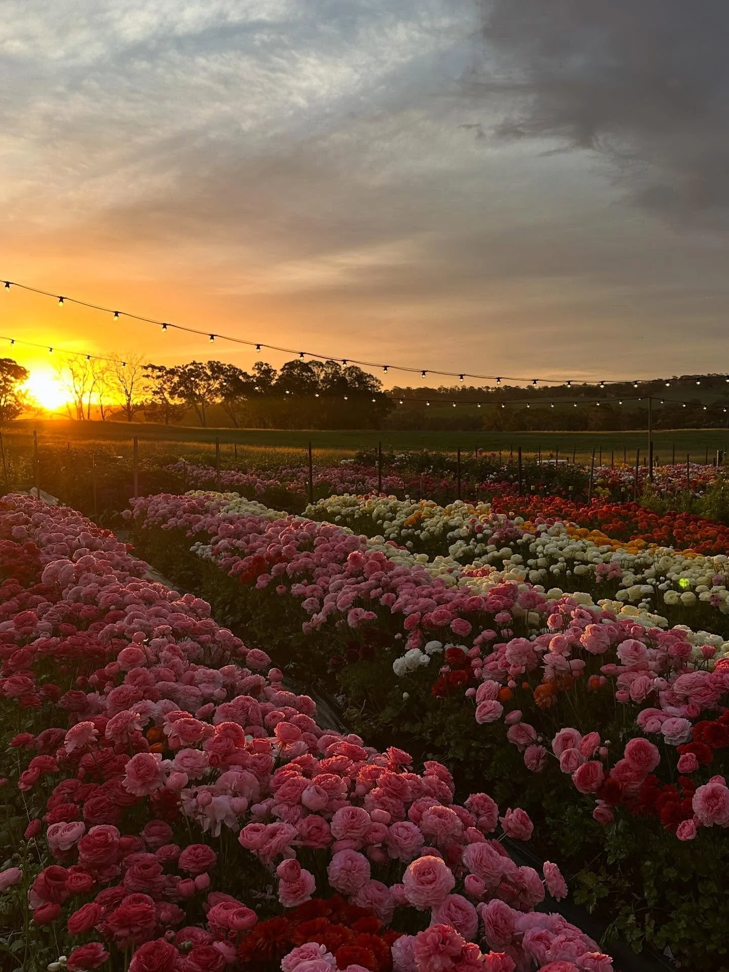 A stunning Spring evening for flower picking with no rain, no wind and lots of colourful blooms to surround yourself in ✨
Let’s see how long we can keep this up! ☺️
#pickyourown #charlestonfarm #adelaidehills #springflowers