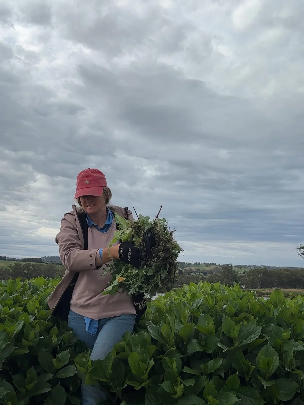 Farm is currently closed but here&rsquo;s what&rsquo;s been happening lately. A lot of pulling out and replanting.

1 - weeding in the huge hydrangea rows
2 - a different looking patch at changeover time
3 - planting out summer flowers
4 - ranunculus