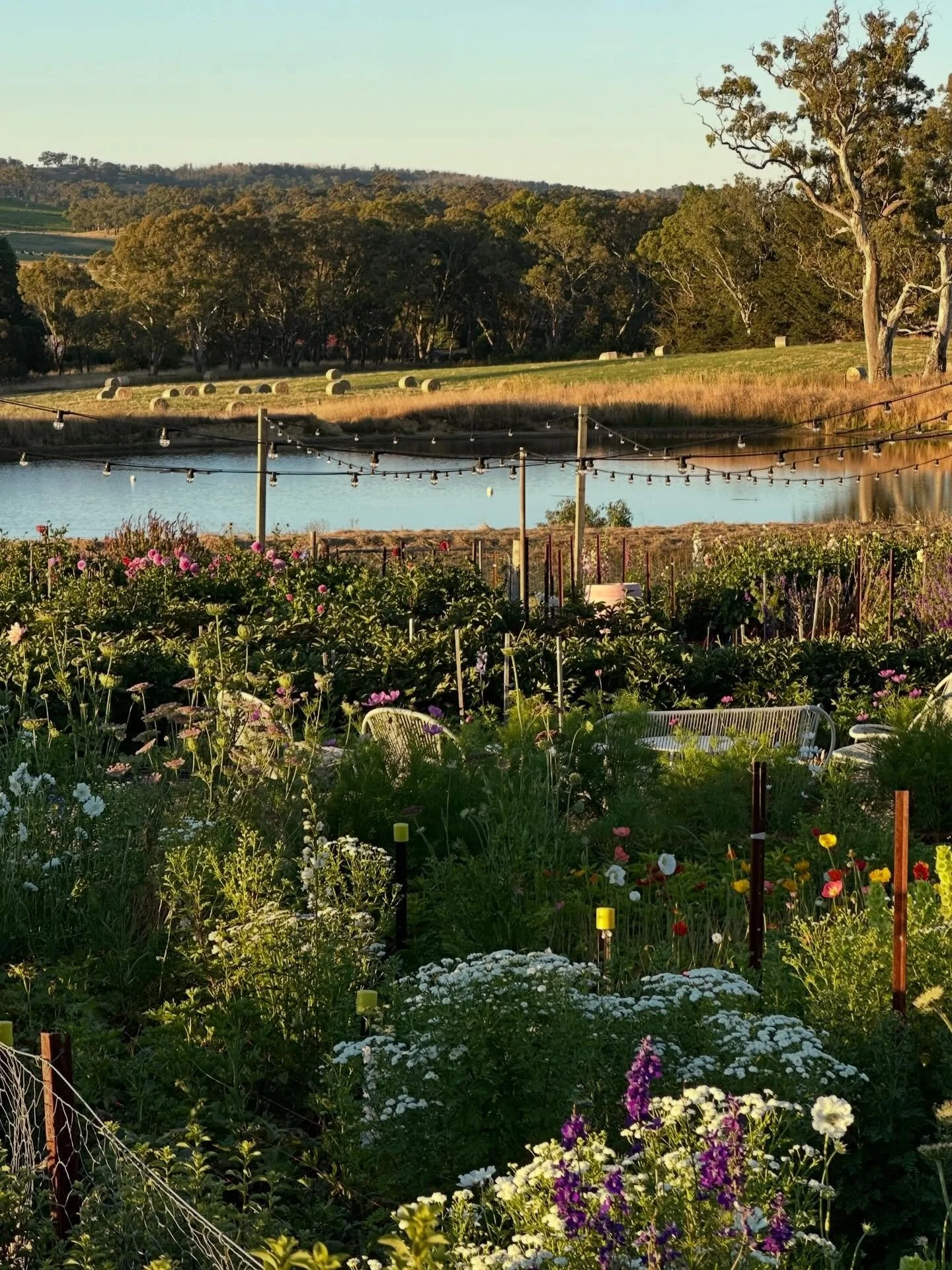 Late December 📸 and the patch is kicking into gear. We&rsquo;re about a month behind where plants were at this time last year, with many growing at different stages due to the cooler weather. So not a completely full patch yet but there are still ma