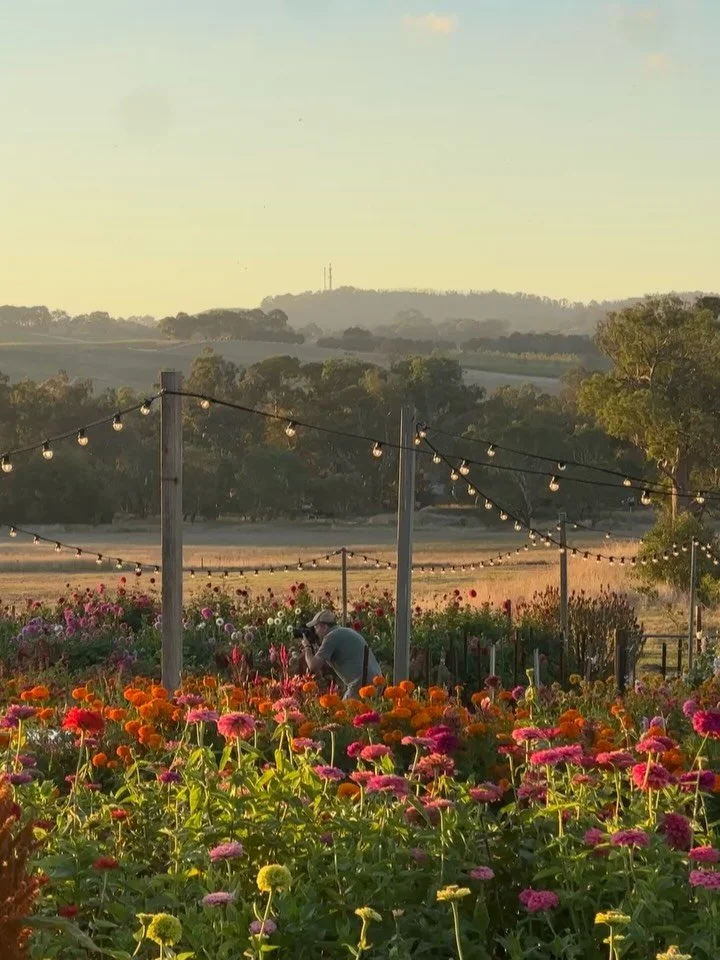 I spy @bradgriffinphotography in action capturing the patch in all its early autumn glory again, for the 4th year in a row. A lot has changed in those years but the ambience and colour remains the same. March is a magical time for flowers especially 