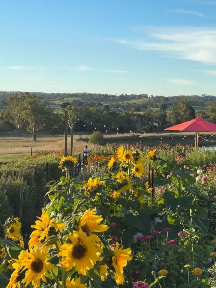 Late March in the flower patch.

PYO is wrapping up on Friday (Good Friday) for the season so I can get to pulling plants out and replanting for Spring! 🌸

#charlestonfarm #pickyourown #adelaidehills