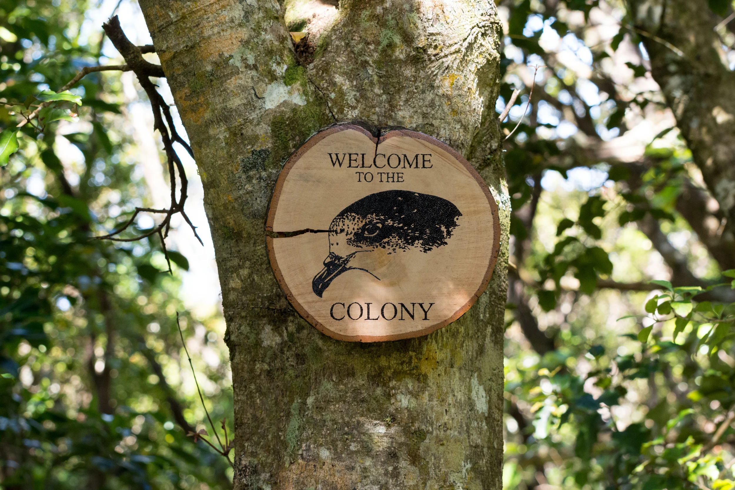 Welcome To The Colony