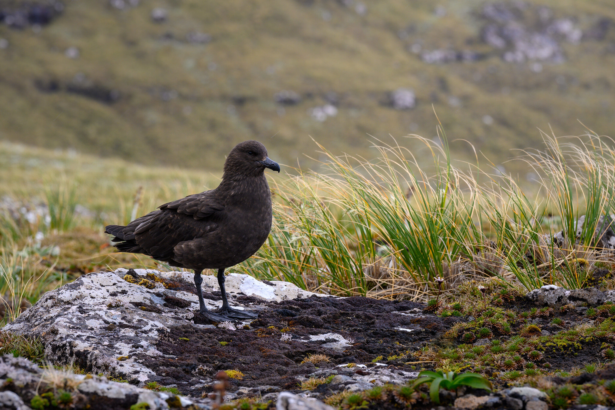 Stercorarius antarcticus lönnbergi (Brown Skua, Hākoakoa)