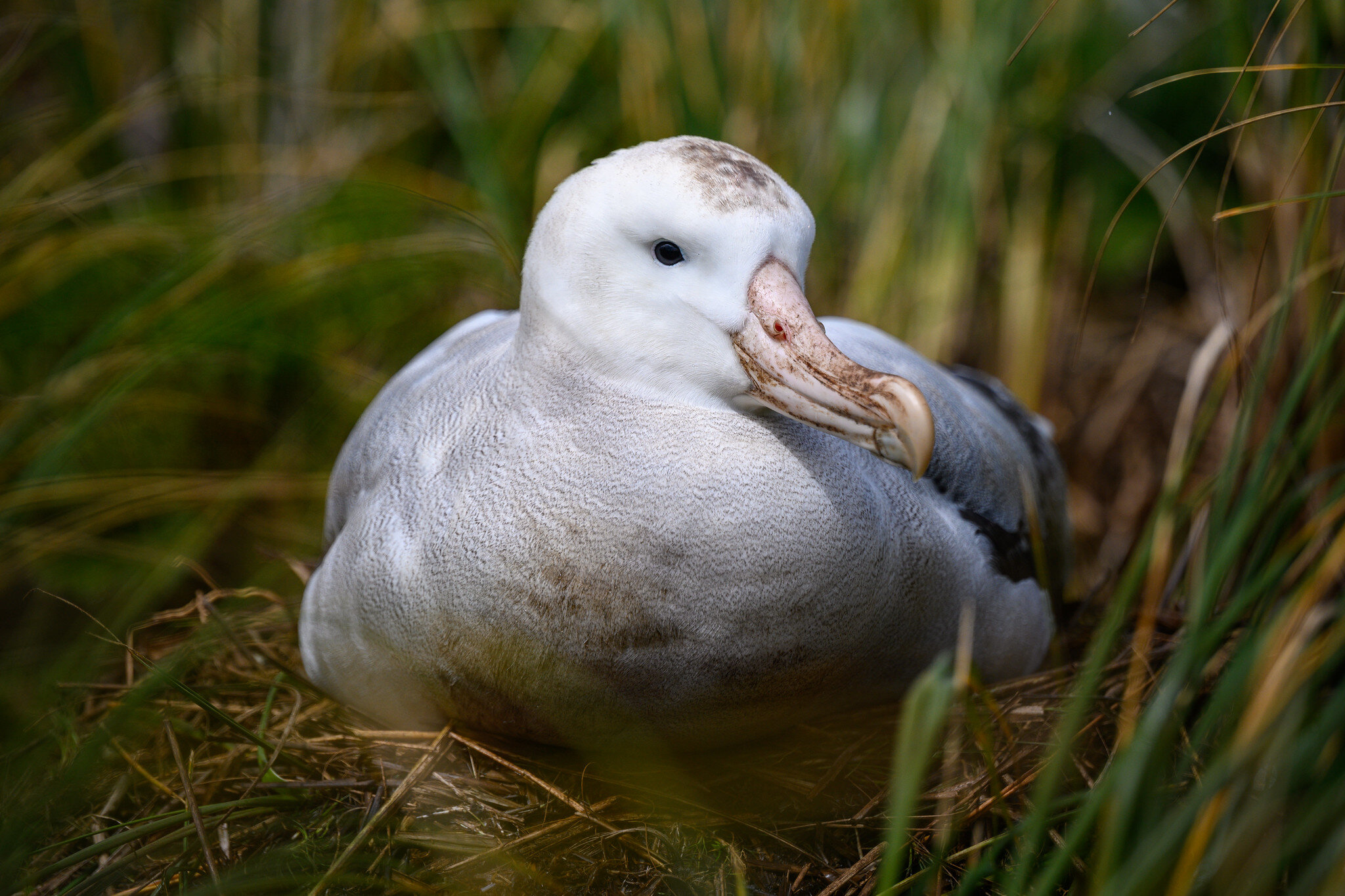 Diomedea antipodensis gibsoni (Toroa / Antipodean Albatross)
