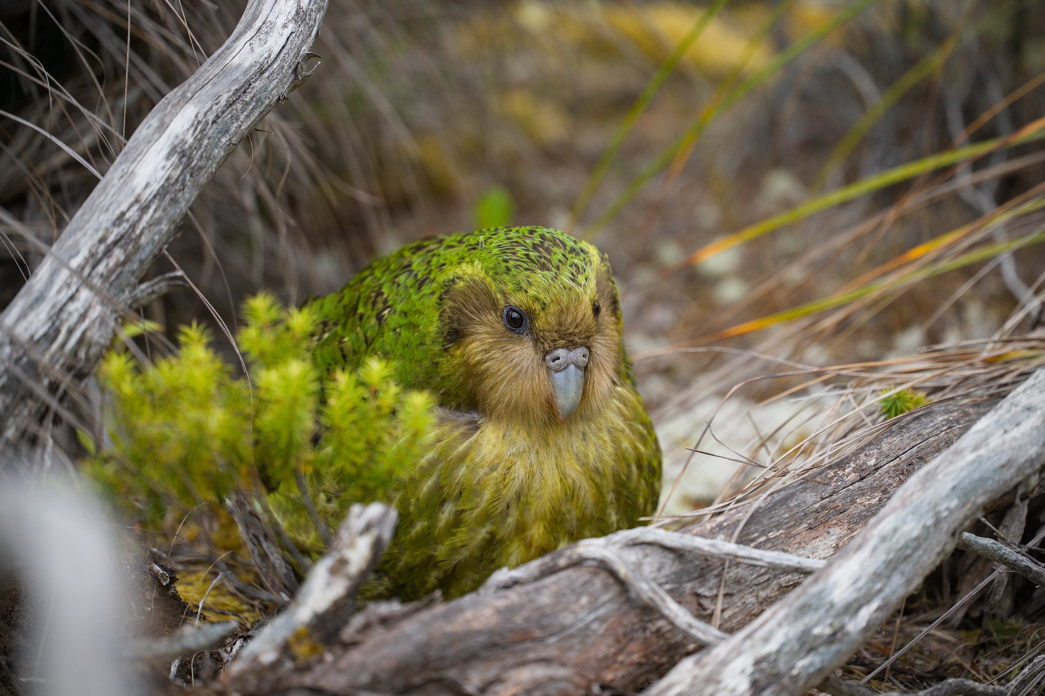 "Sinbad" Strigops habroptilus (Kākāpō)