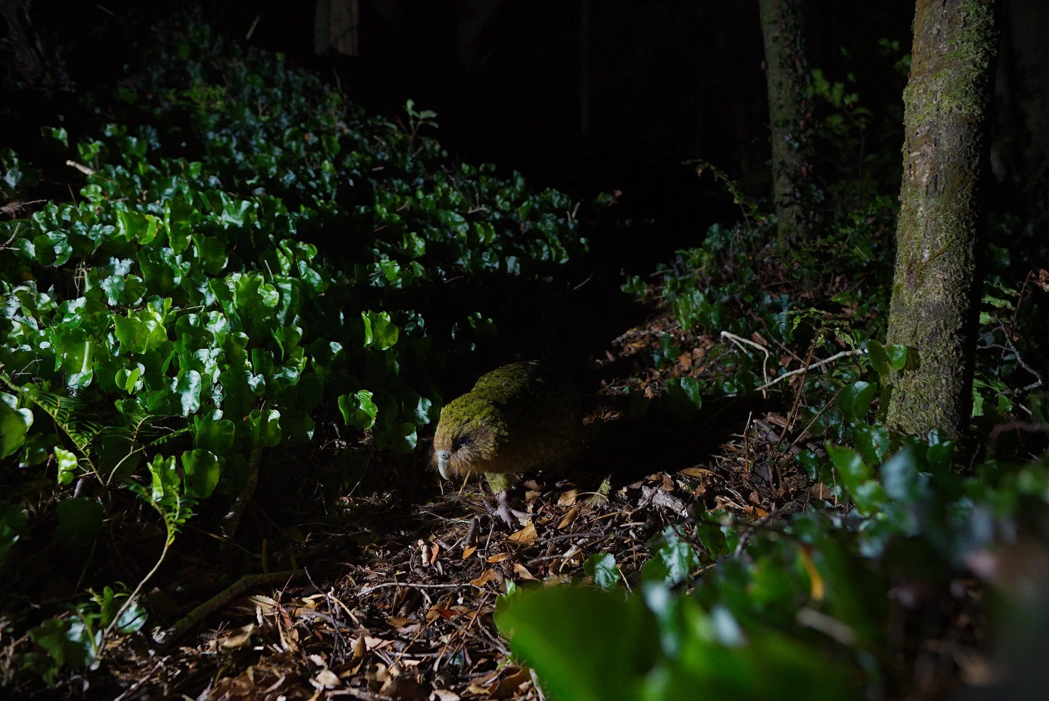 Strigops habroptilus (Kākāpō)