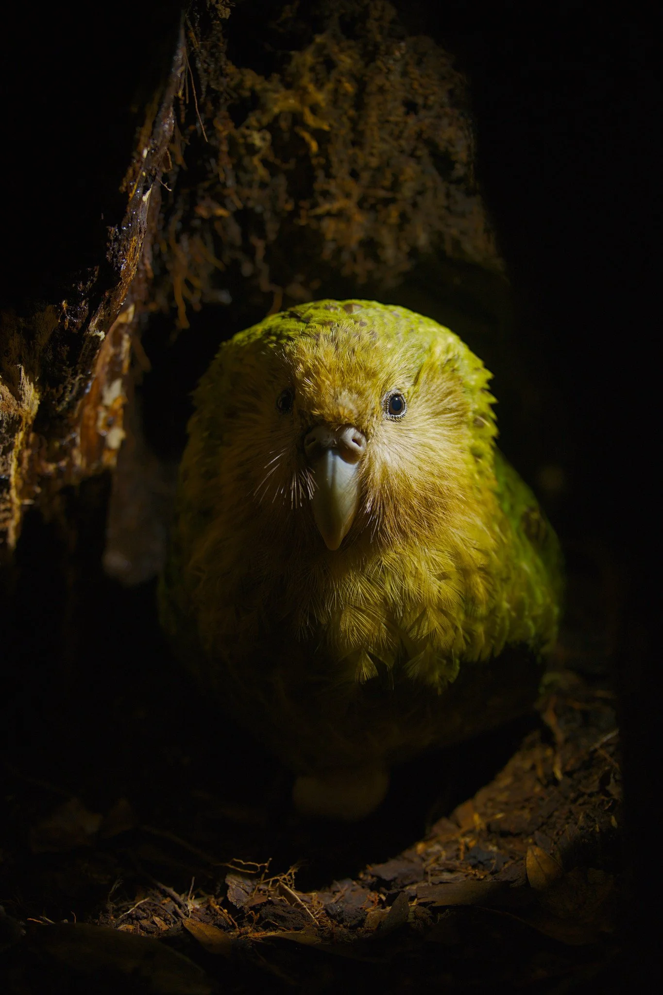 "Rātā" Strigops habroptilus (Kākāpō)