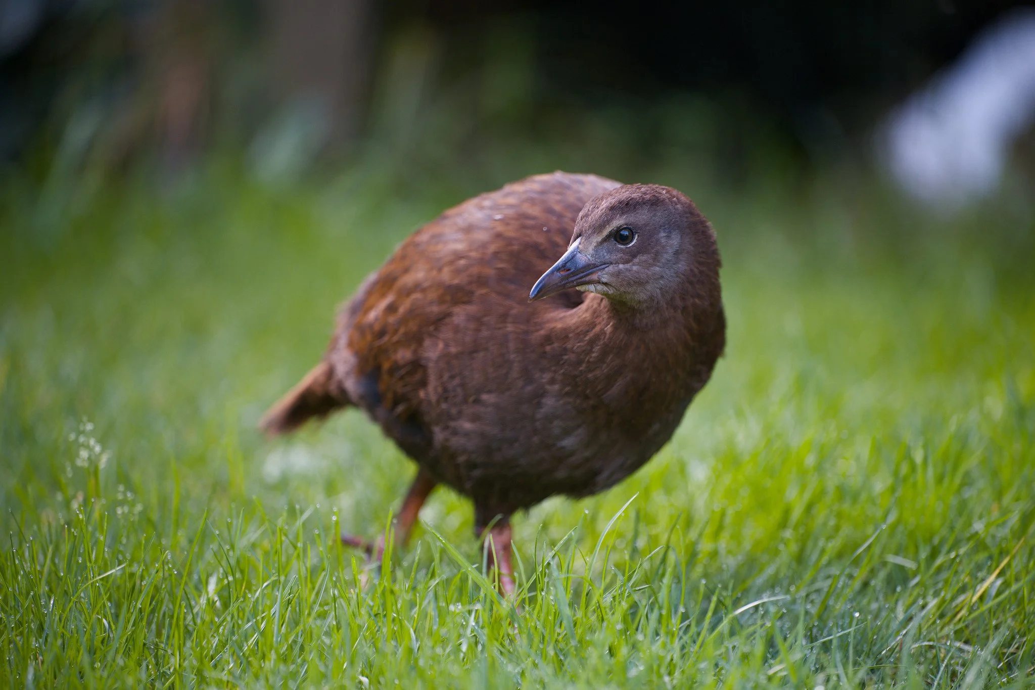 Gallirallus australis scotti (Stewart Island Weka)