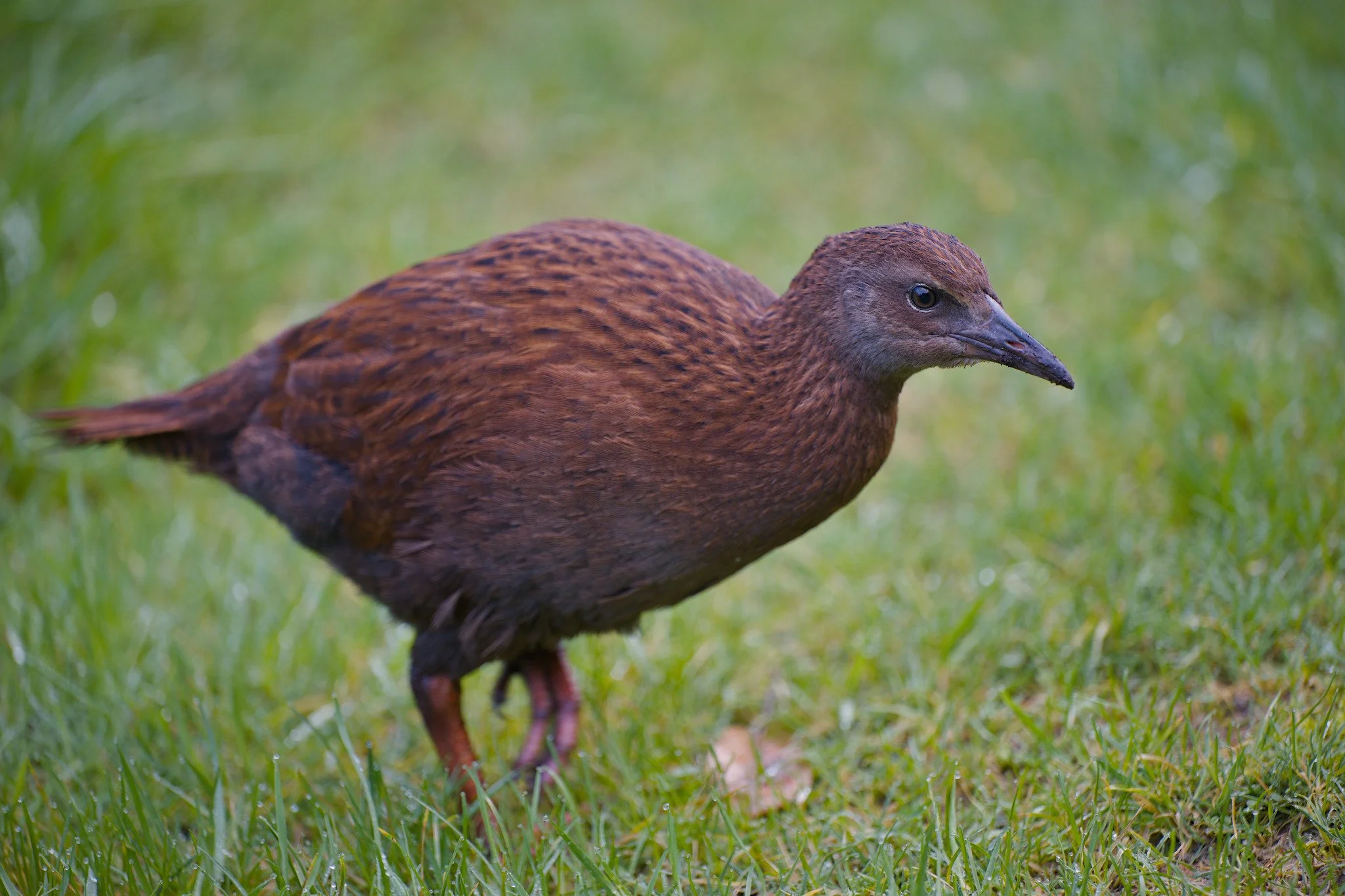 Gallirallus australis scotti (Stewart Island Weka)