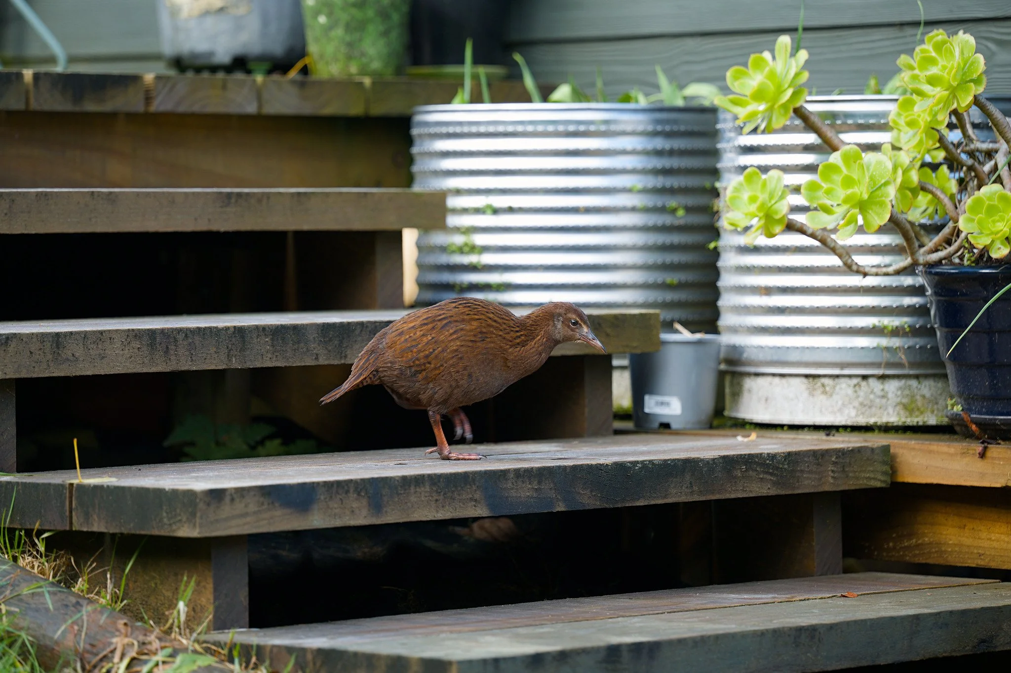 Gallirallus australis scotti (Stewart Island Weka)