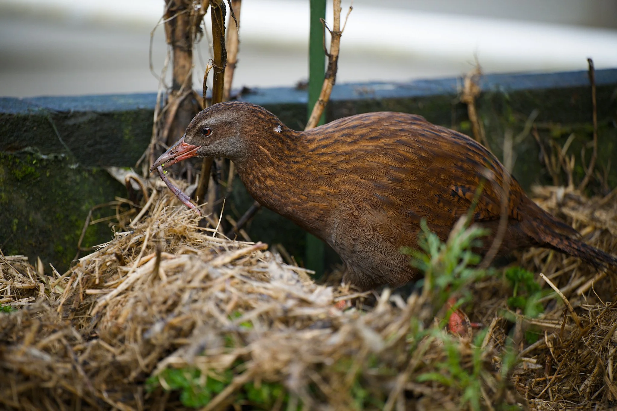 Gallirallus australis scotti (Stewart Island Weka)
