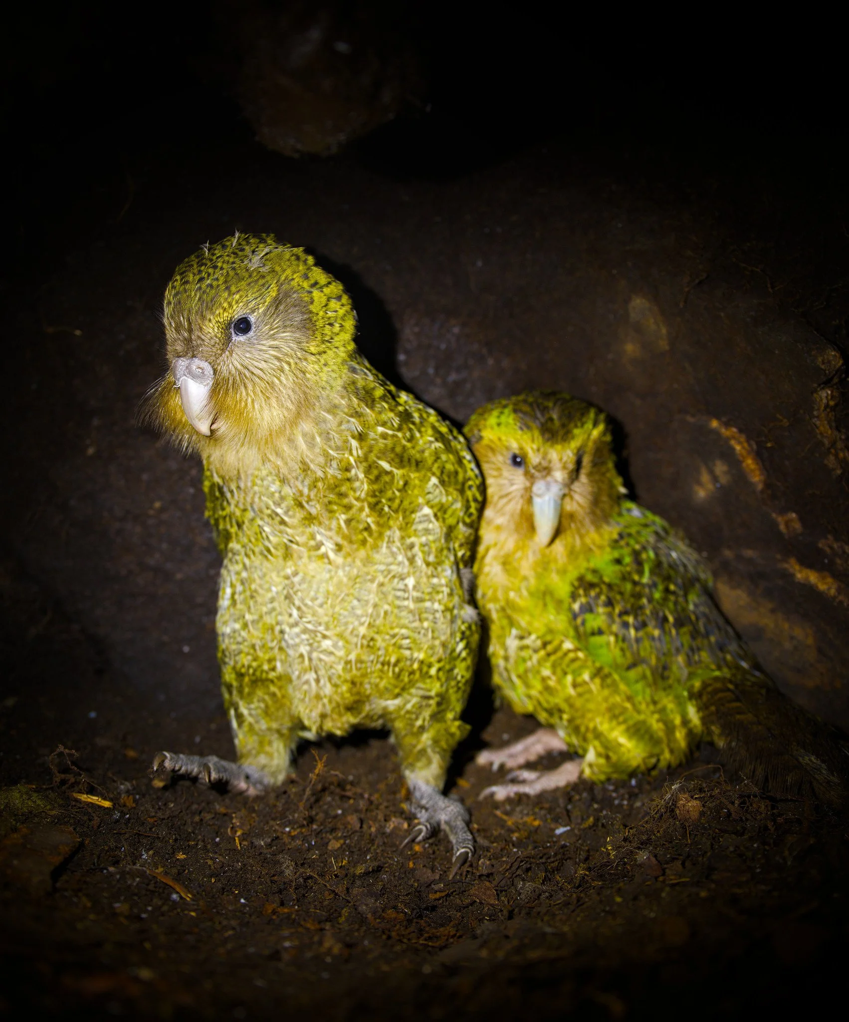 Strigops habroptilus (Kākāpō)
