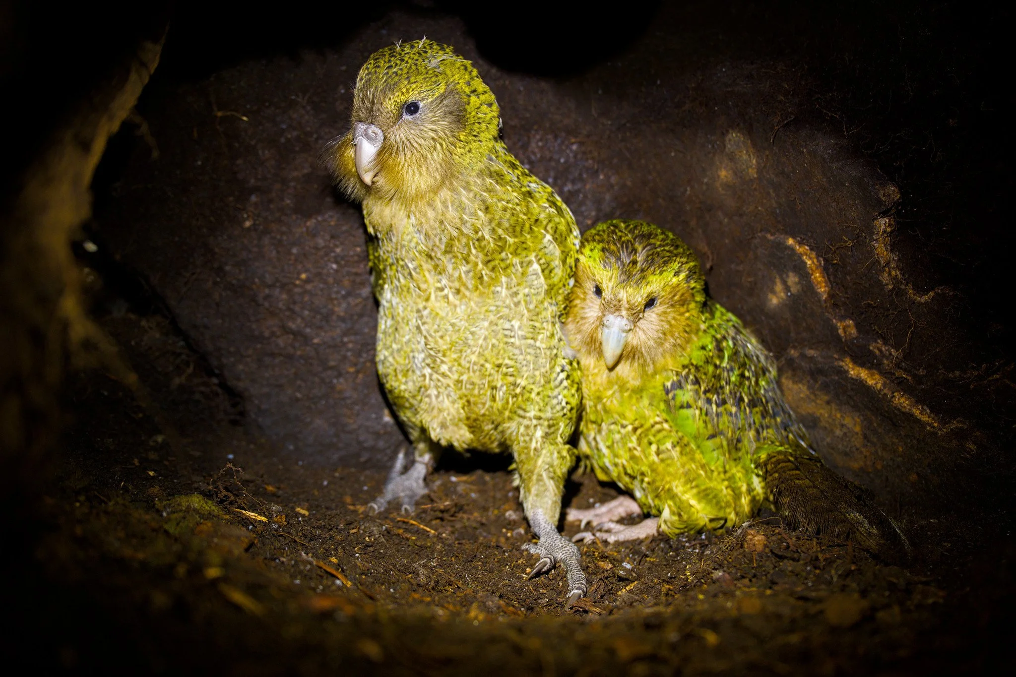Strigops habroptilus (Kākāpō)