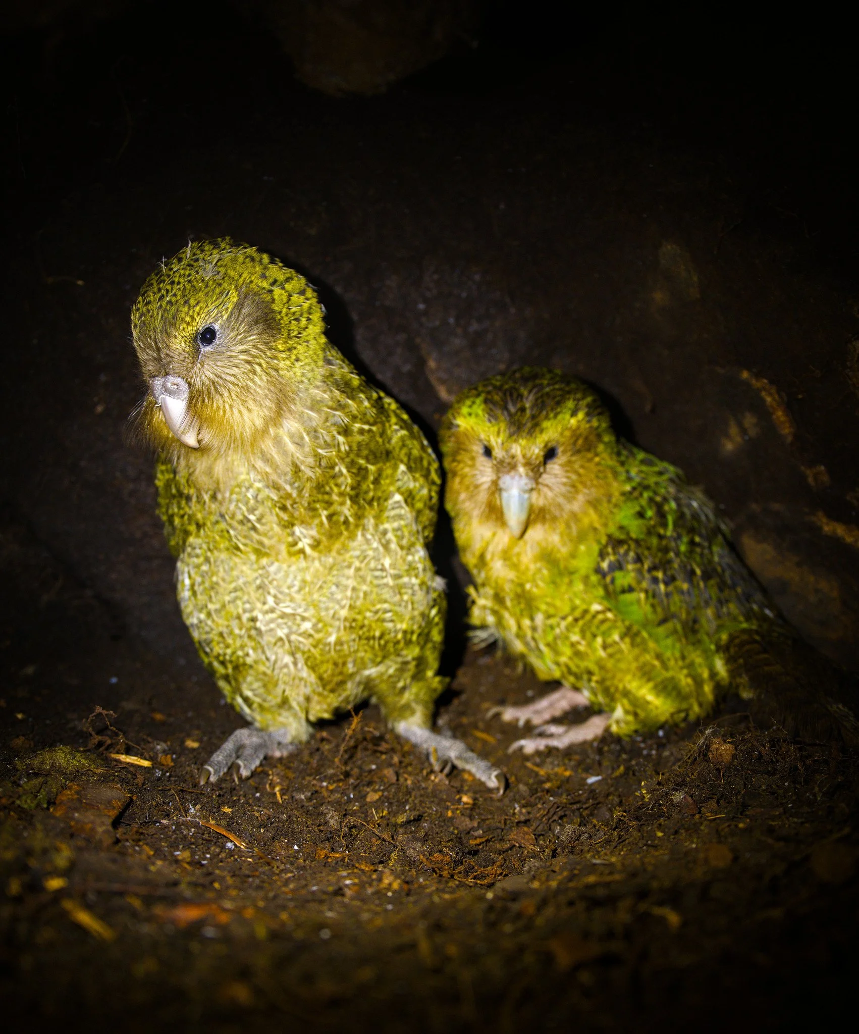 Strigops habroptilus (Kākāpō)