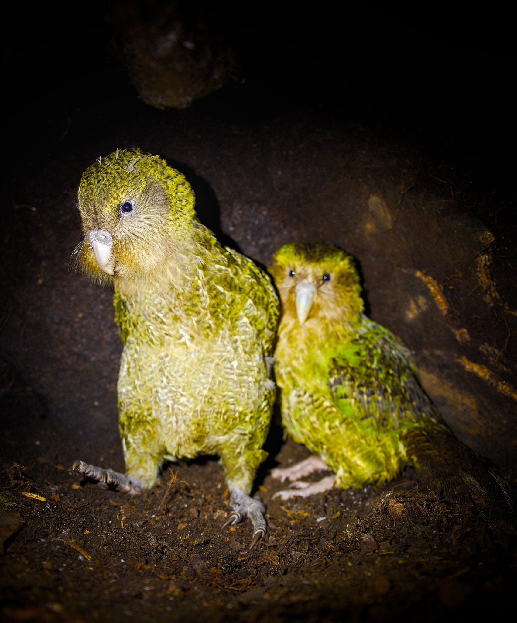 Strigops habroptilus (Kākāpō)