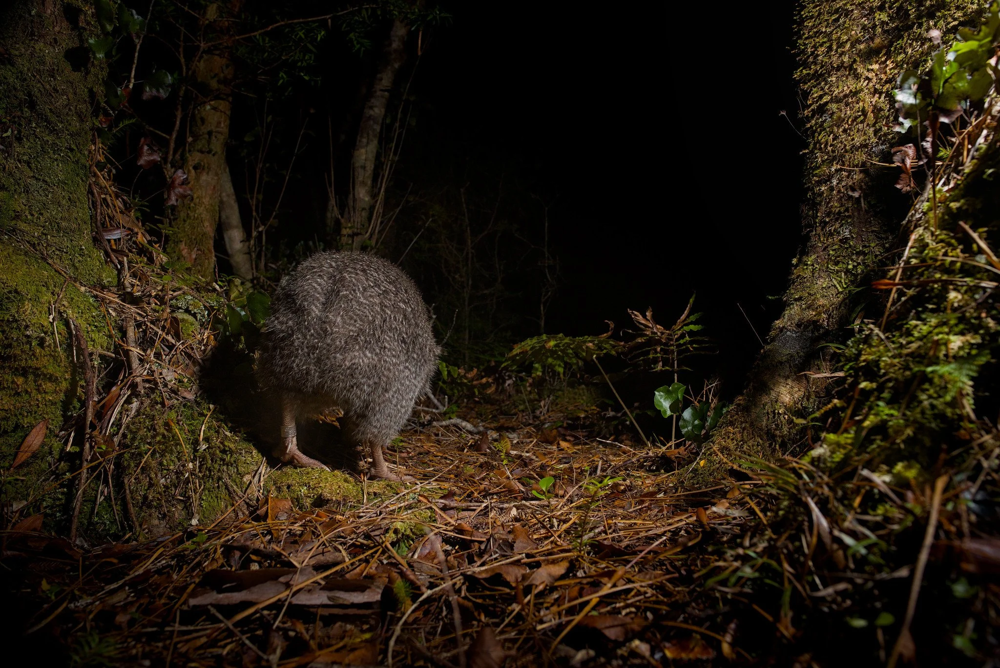 Apteryx owenii (Kiwi Pukupuku / Little Spotted Kiwi)