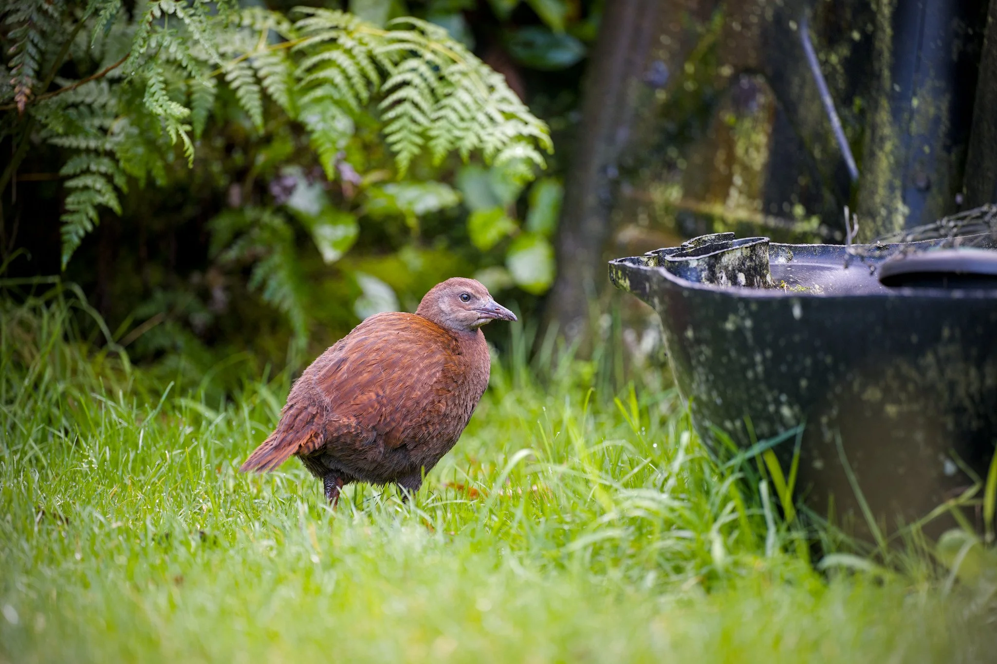 Gallirallus australis scotti (Stewart Island Weka)