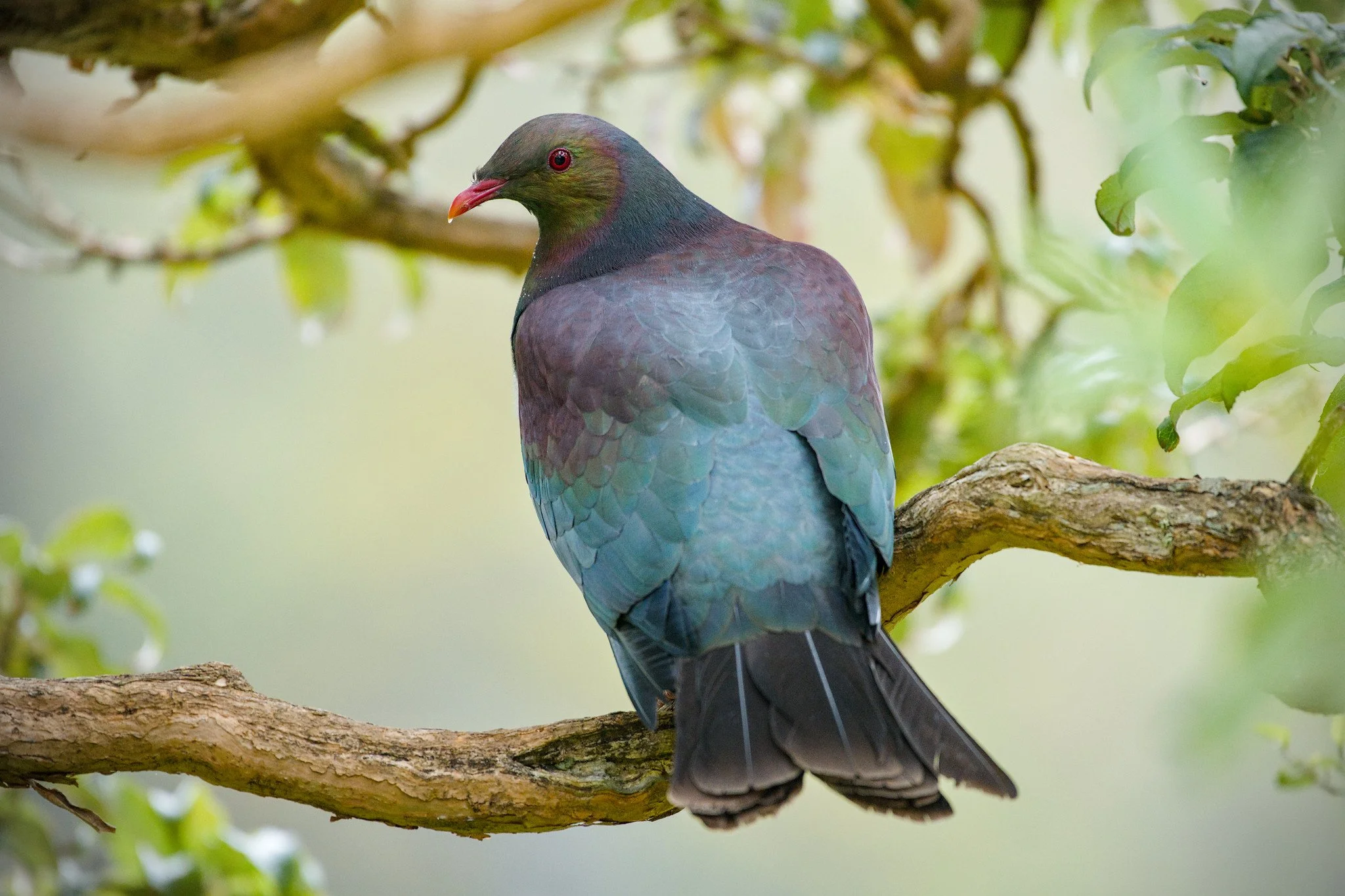 Hemiphaga novaeseelandiae (New Zealand Pigeon, Kererū)