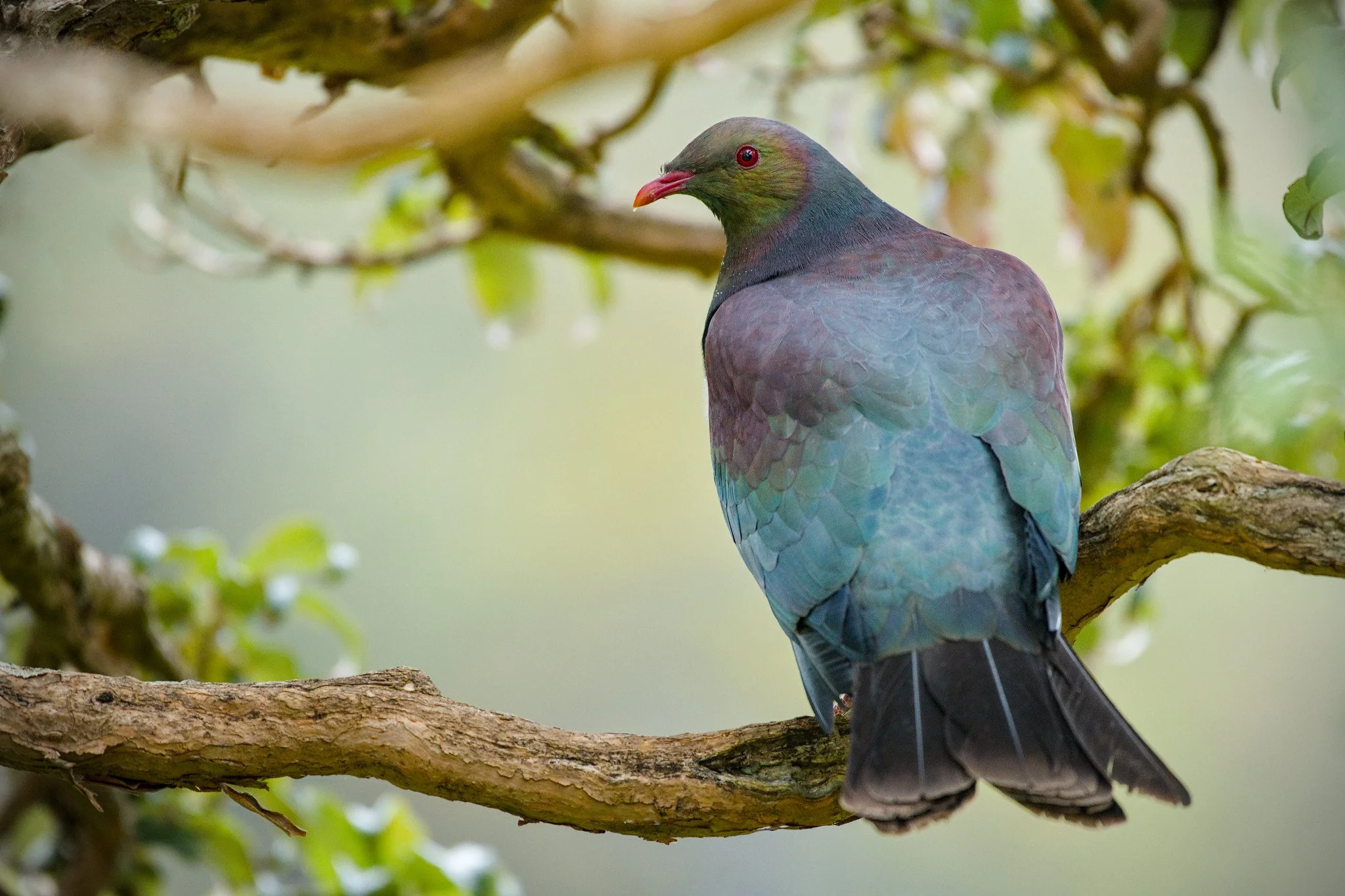 Hemiphaga novaeseelandiae (New Zealand Pigeon, Kererū)