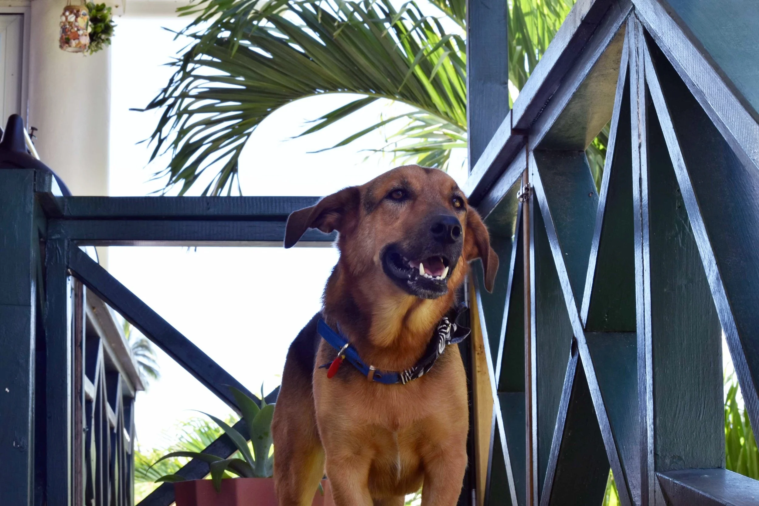  Meet Timmy our very friendly dog 