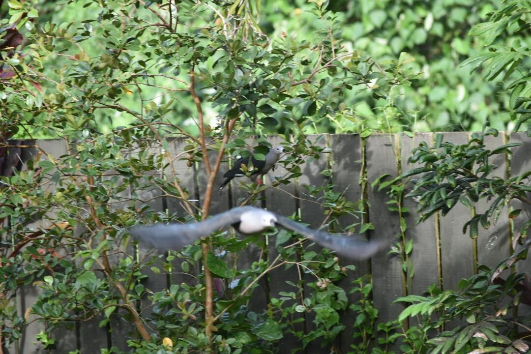 Look at this beautiful pair of Rupe (Pacific Pigeon) found gorging on our baby guava tree! #sharingiscaring #cookislands #cookislandstravel #rarotonga #birdsofthepacific #sustainabletourism