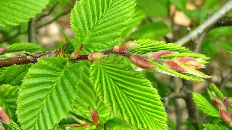 Hedges and Hedging in Merseyside