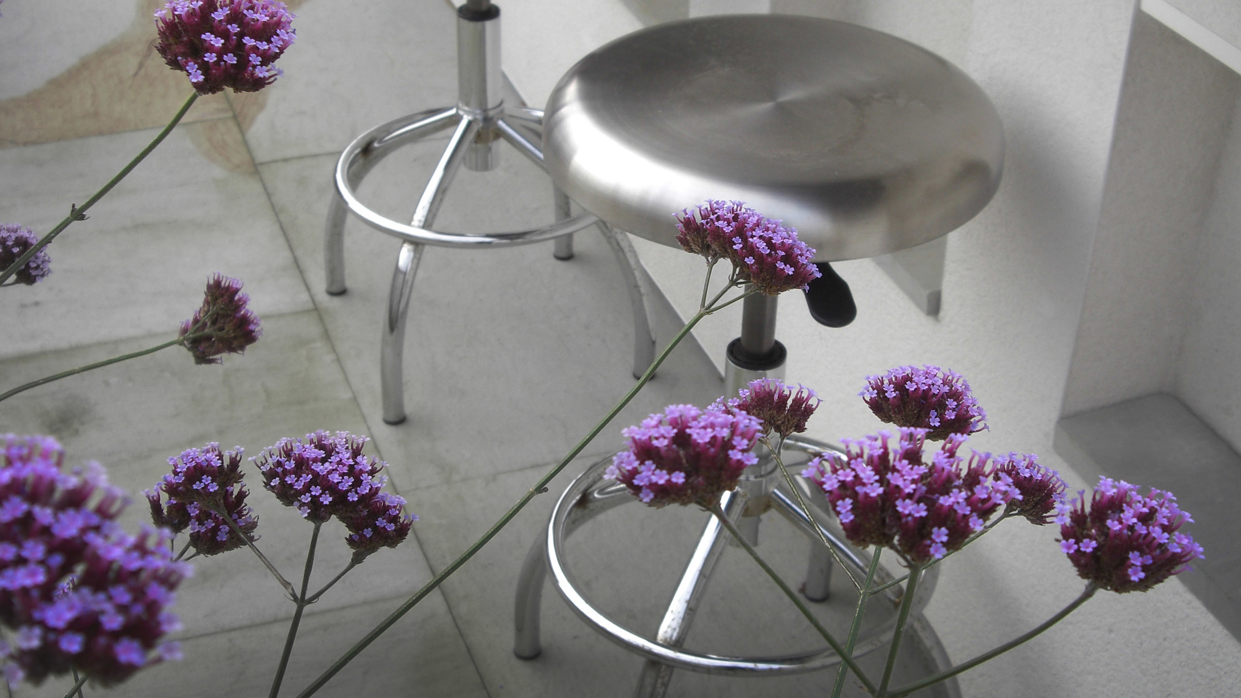 Outdoor bar stools with bar and Verbena bonariensis