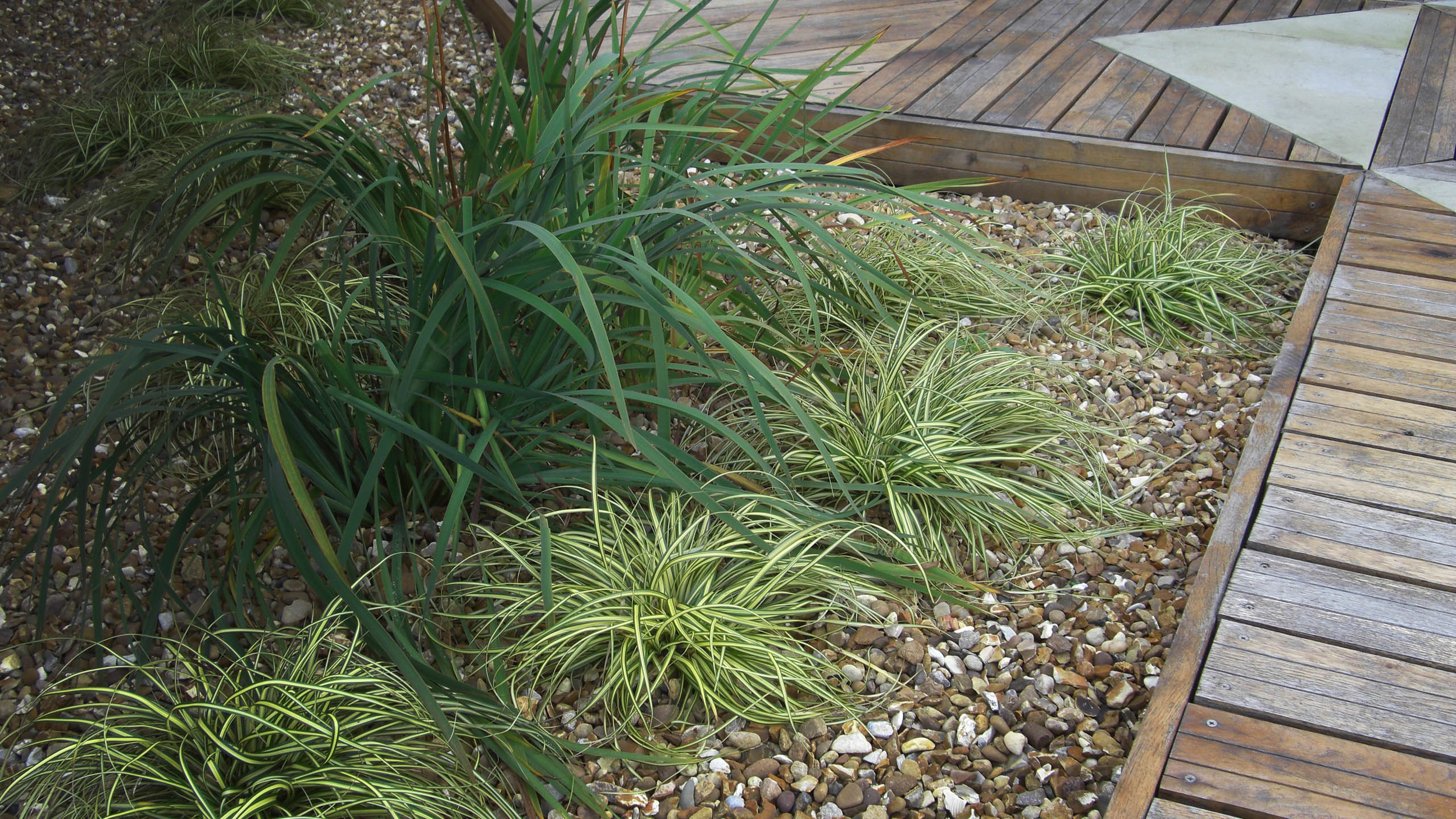 Grasses in gravel with oak decking