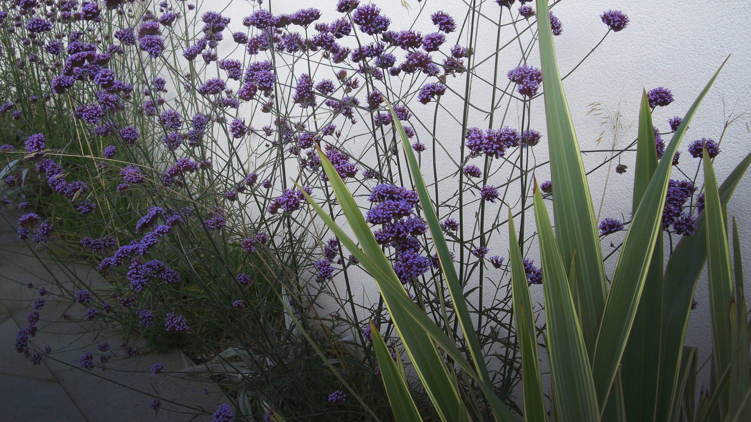 Verbena bonariensis and Phormium tenax 'Variegatum'