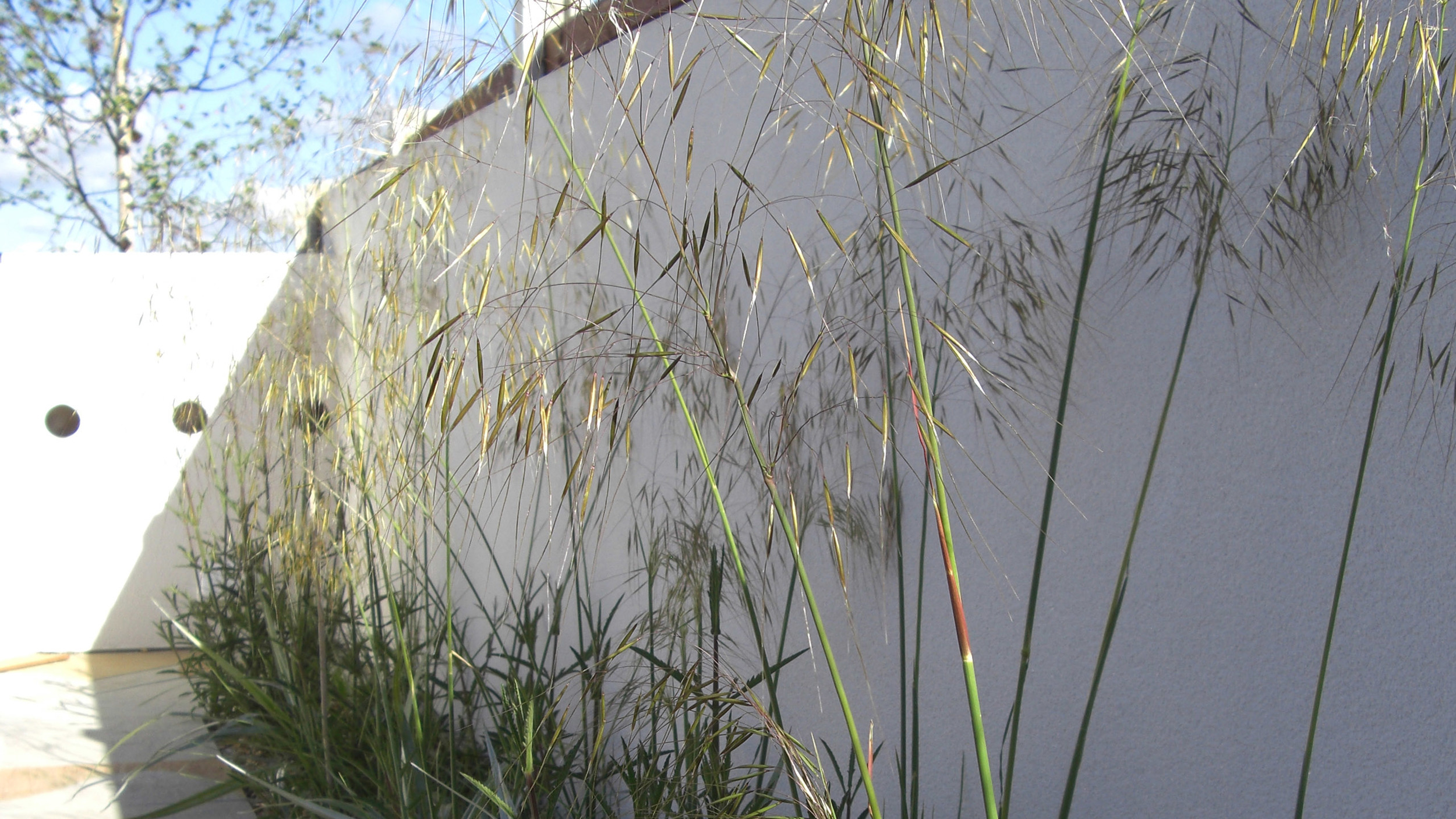 Stipa gigantea adjacent to rendered wall with wine rack