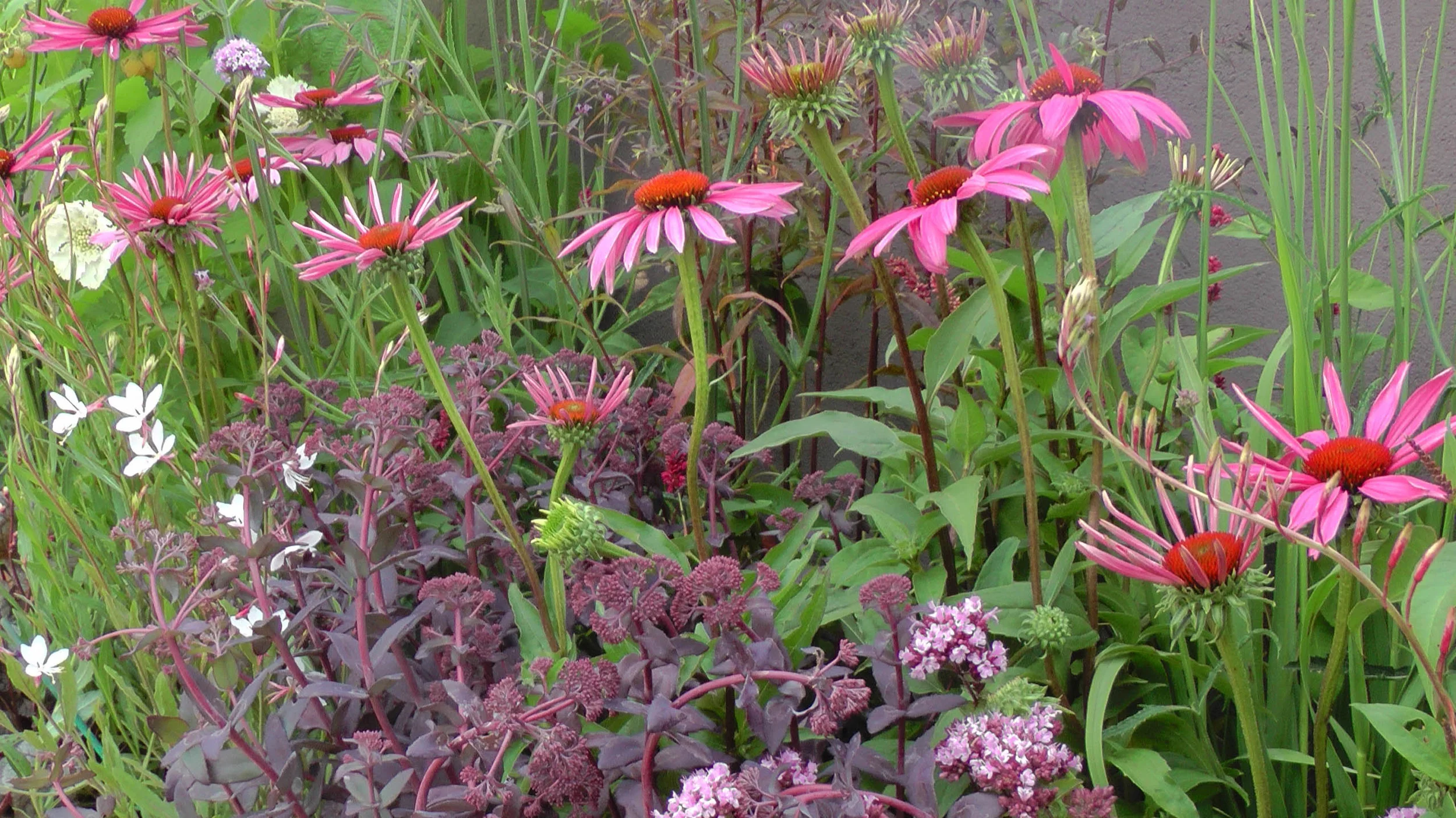 Cheshire Garden Design: RHS Tatton Flower Show 'Precious Resources Garden': Raised border with perennial planting