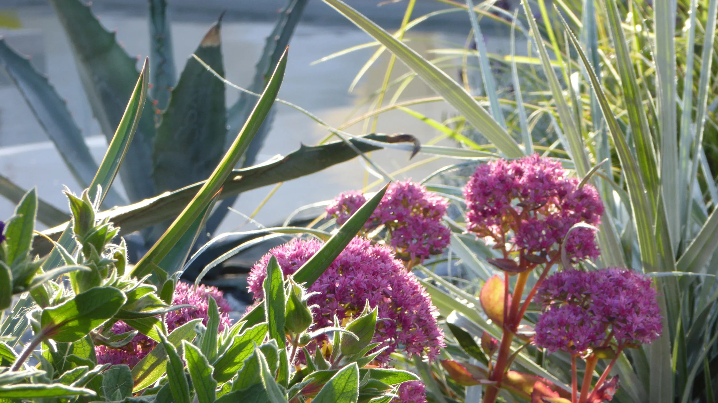 Southport Garden Design: A View Of The Olive Tree: Planted Border
