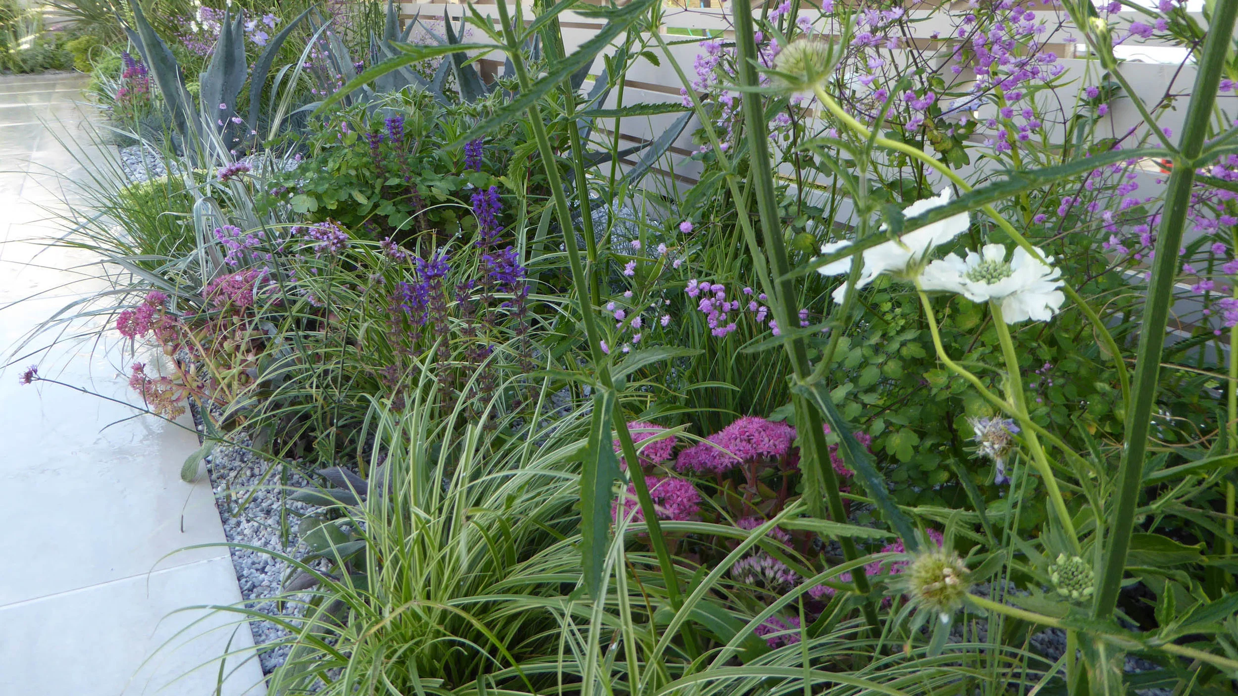 Southport Garden Design: A View Of The Olive Tree: Planted Border With Porcelain Paving