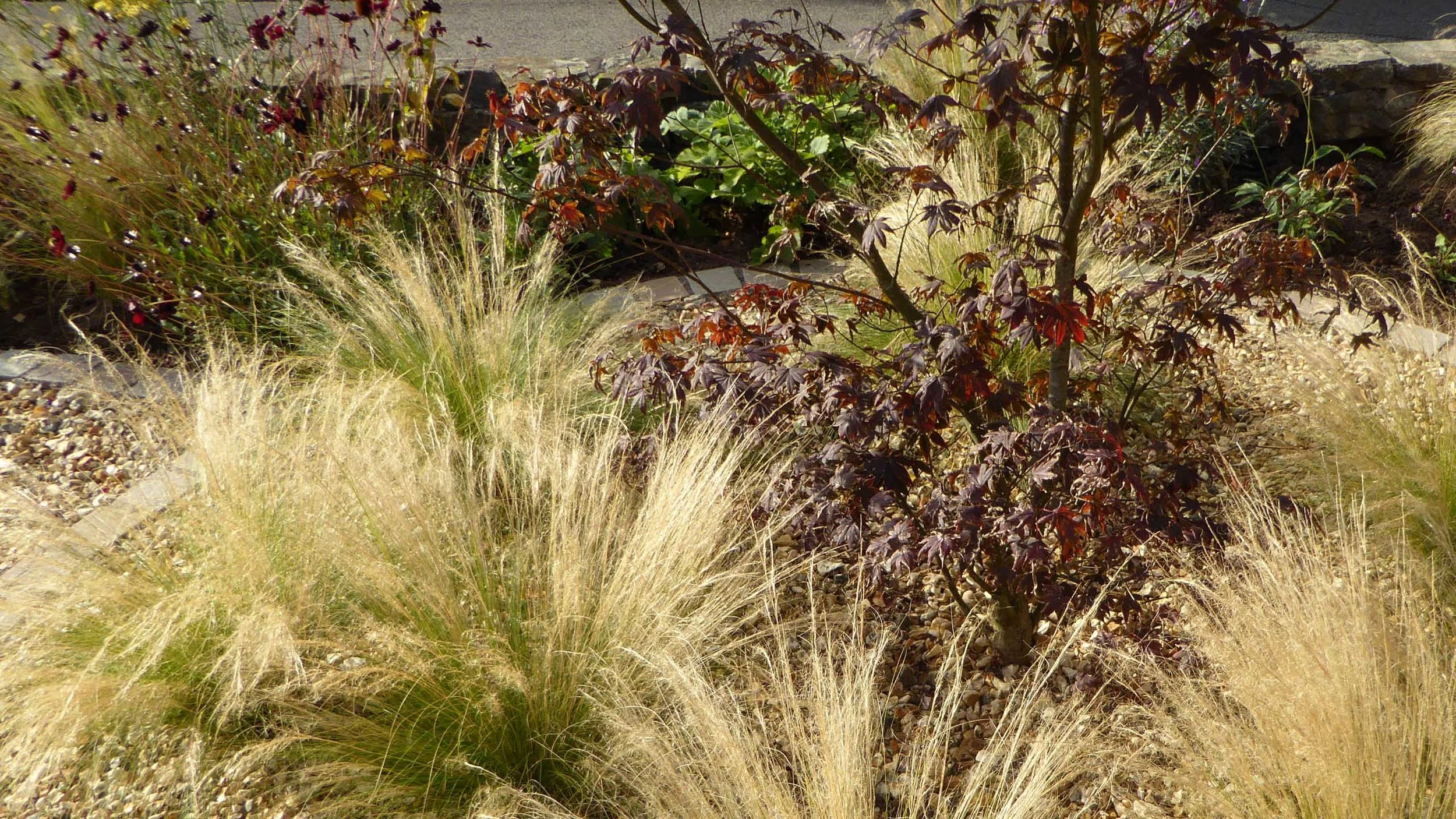 Cheshire Garden Design: Interlocking Curves and Acer (Front Garden)