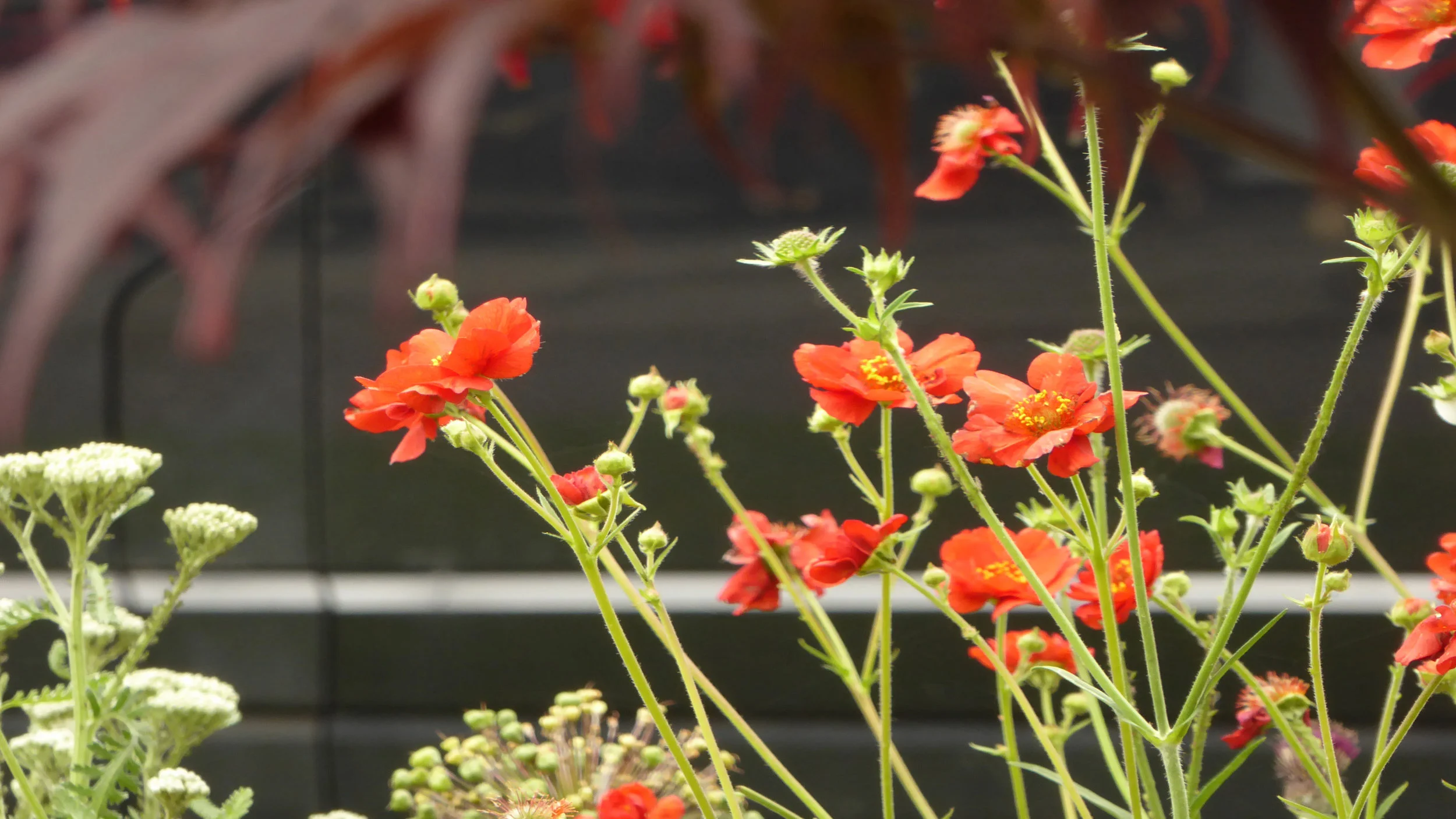 Cheshire Garden Design: Interlocking Curves and Acer (Front Garden) Geum